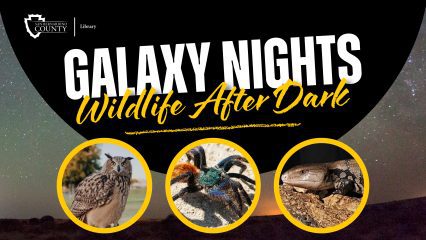 Starry night sky background with 'Galaxy Nights: Wildlife After Dark' text and library logo. Images show an owl, colorful tarantula, and a lizard, each in a circular frame.