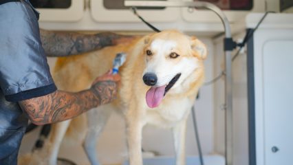 A groomer trims a light-colored dog’s fur while the dog stands calmly on a grooming table, panting and looking toward the camera.