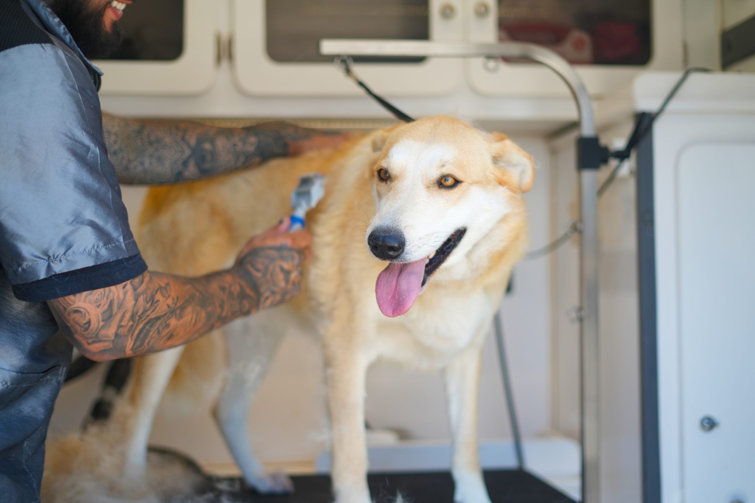 A groomer trims a light-colored dog’s fur while the dog stands calmly on a grooming table, panting and looking toward the camera.