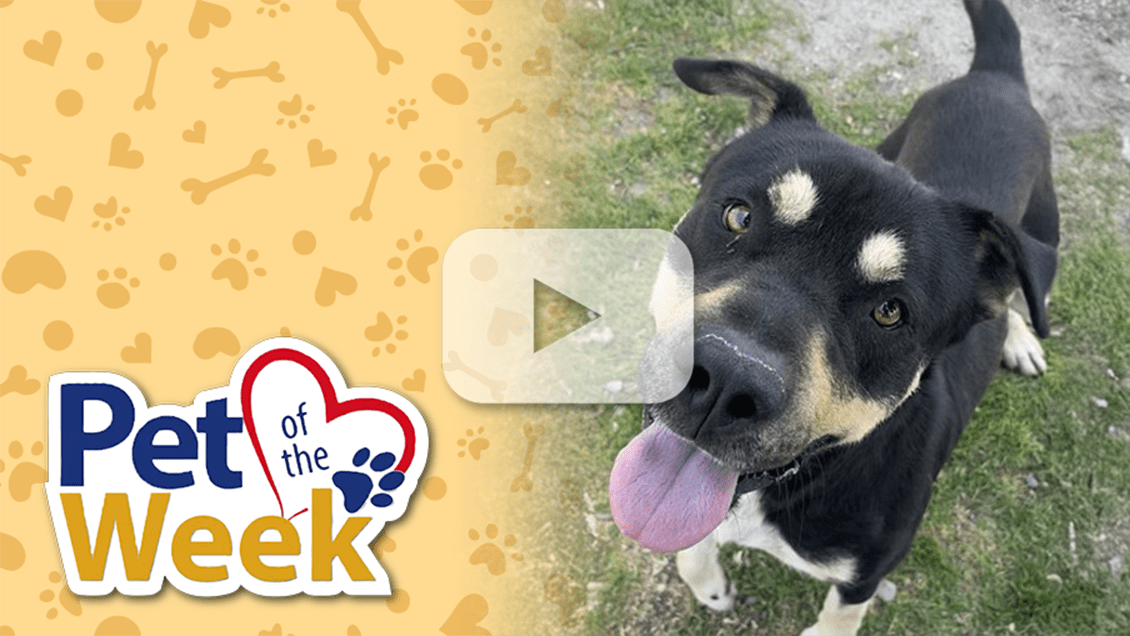 Black Pit Bull Terrier standing on grass looking into the camera. Play button overlaid