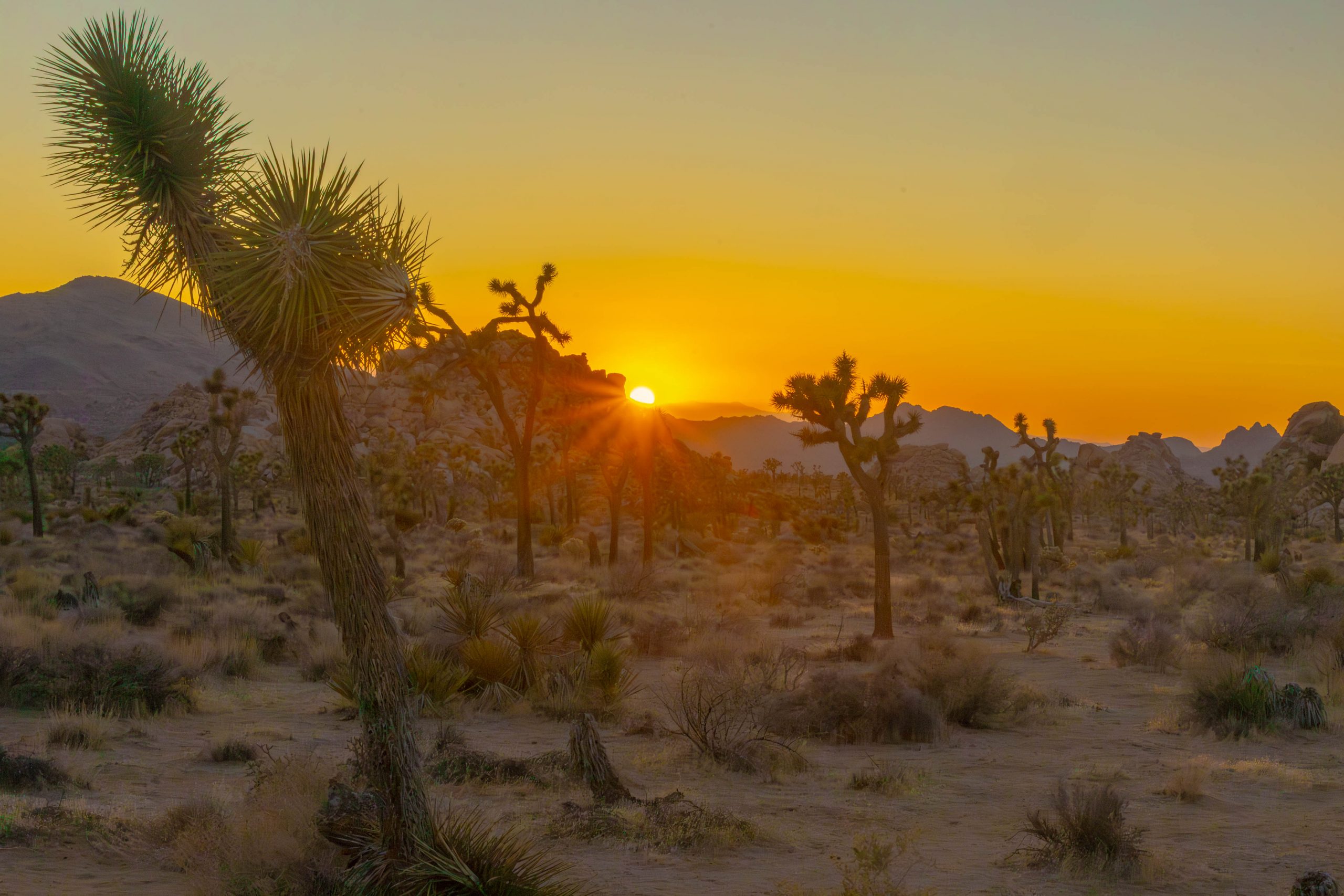 Sunset at Joshua Tree National Park with Joshua trees and rock formations in the background.