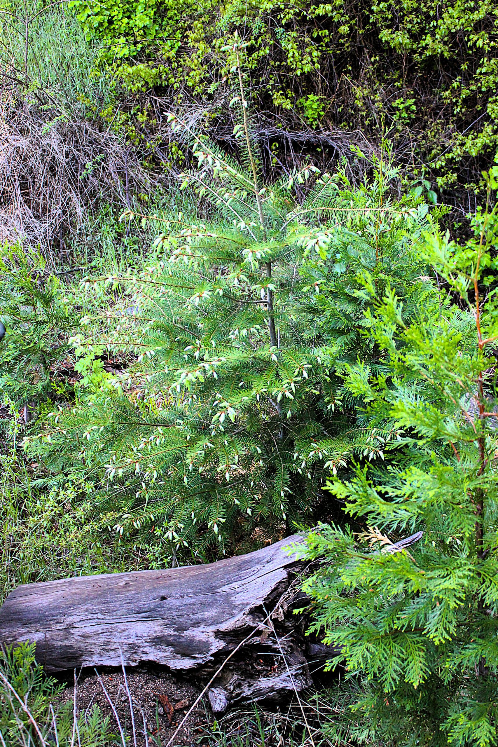 A tree growing next to a fallen log in a forest.