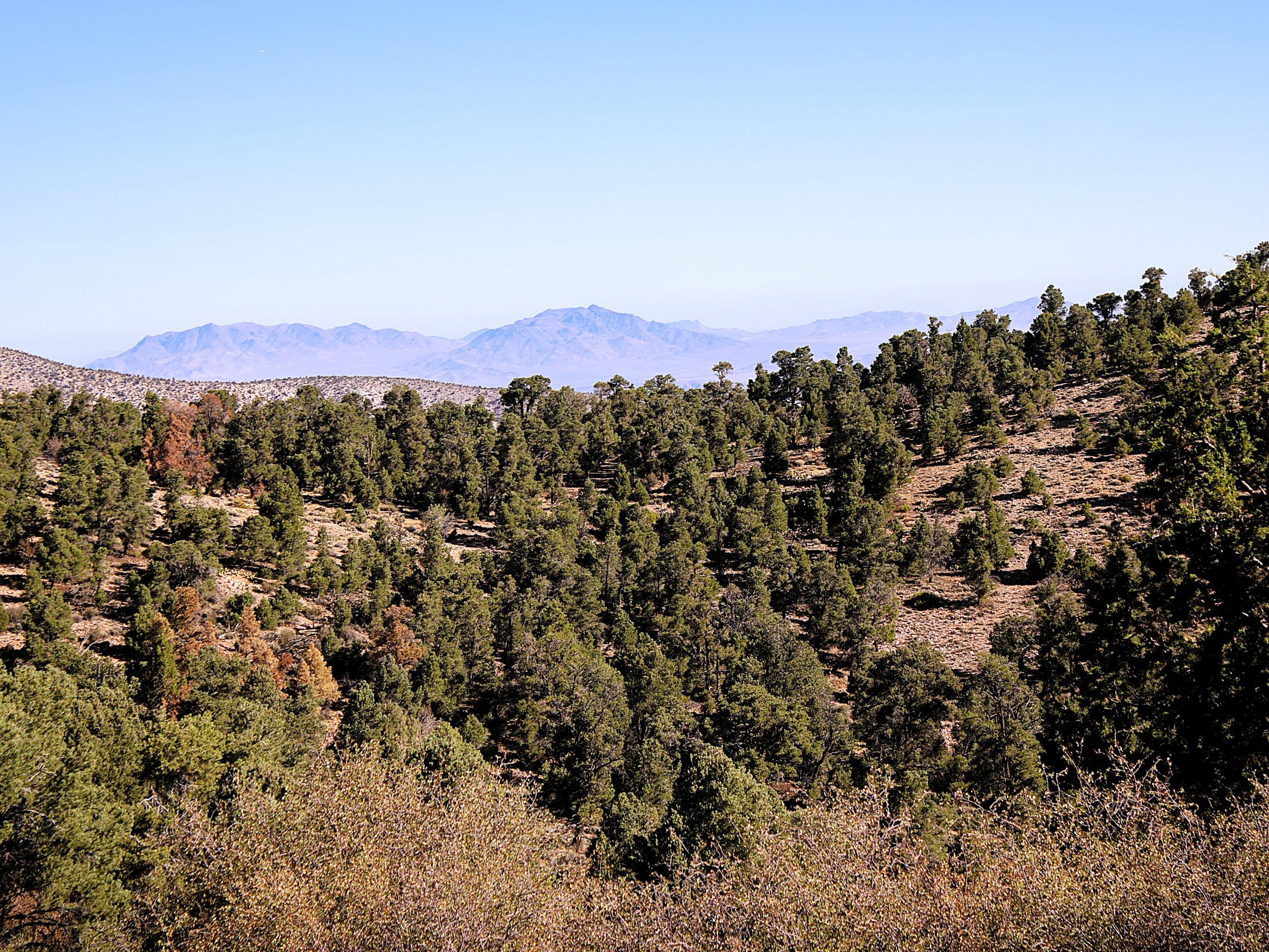 A scenic view of a forested landscape in the foreground with sparse trees and hills. In the distance, the mountain range of Pacific Crest Trail is visible under a clear blue sky.