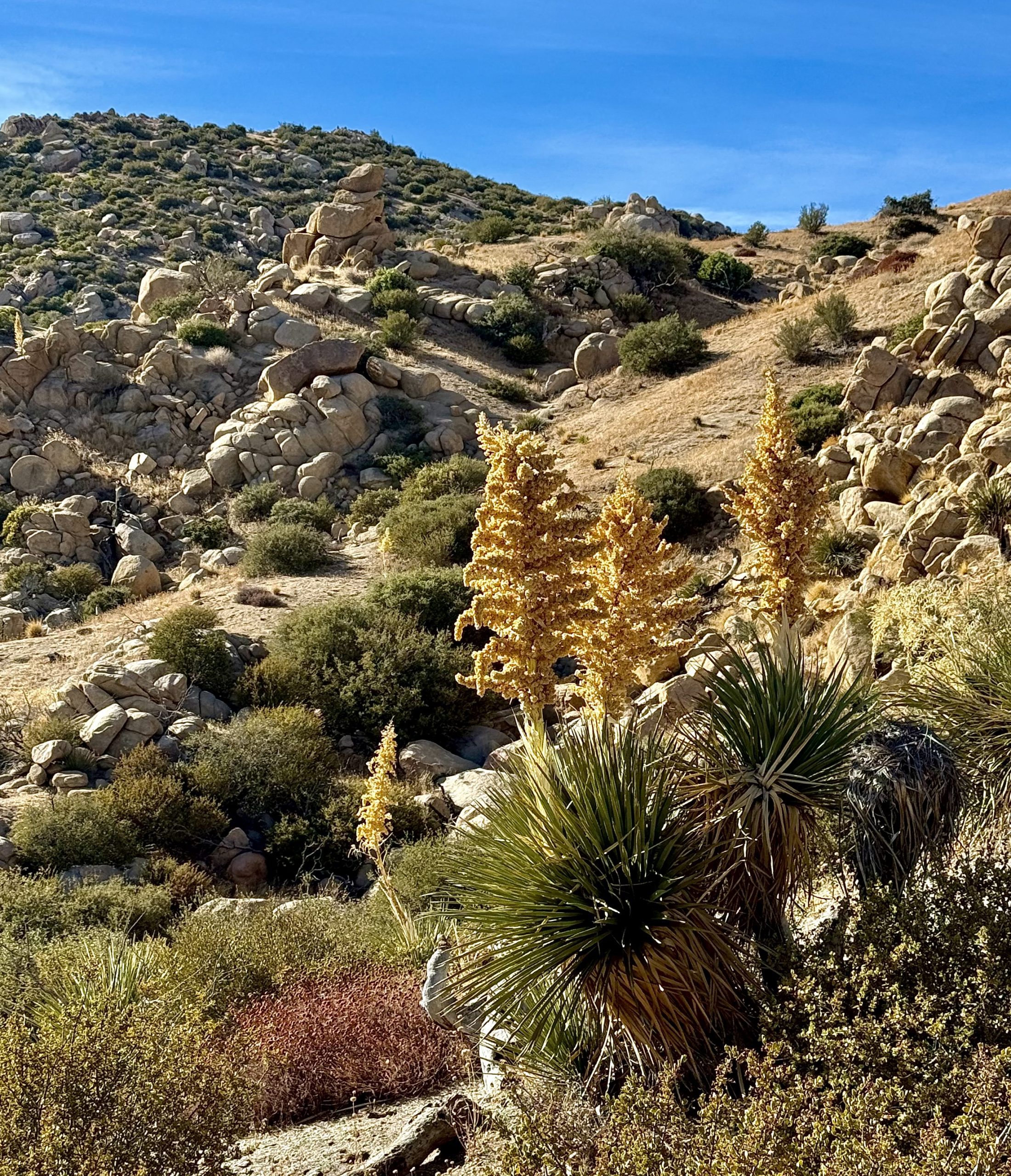 Rocky desert landscape with clusters of shrubs and tall, yellow-flowering plants. Rolling hills and clear blue sky in the background.