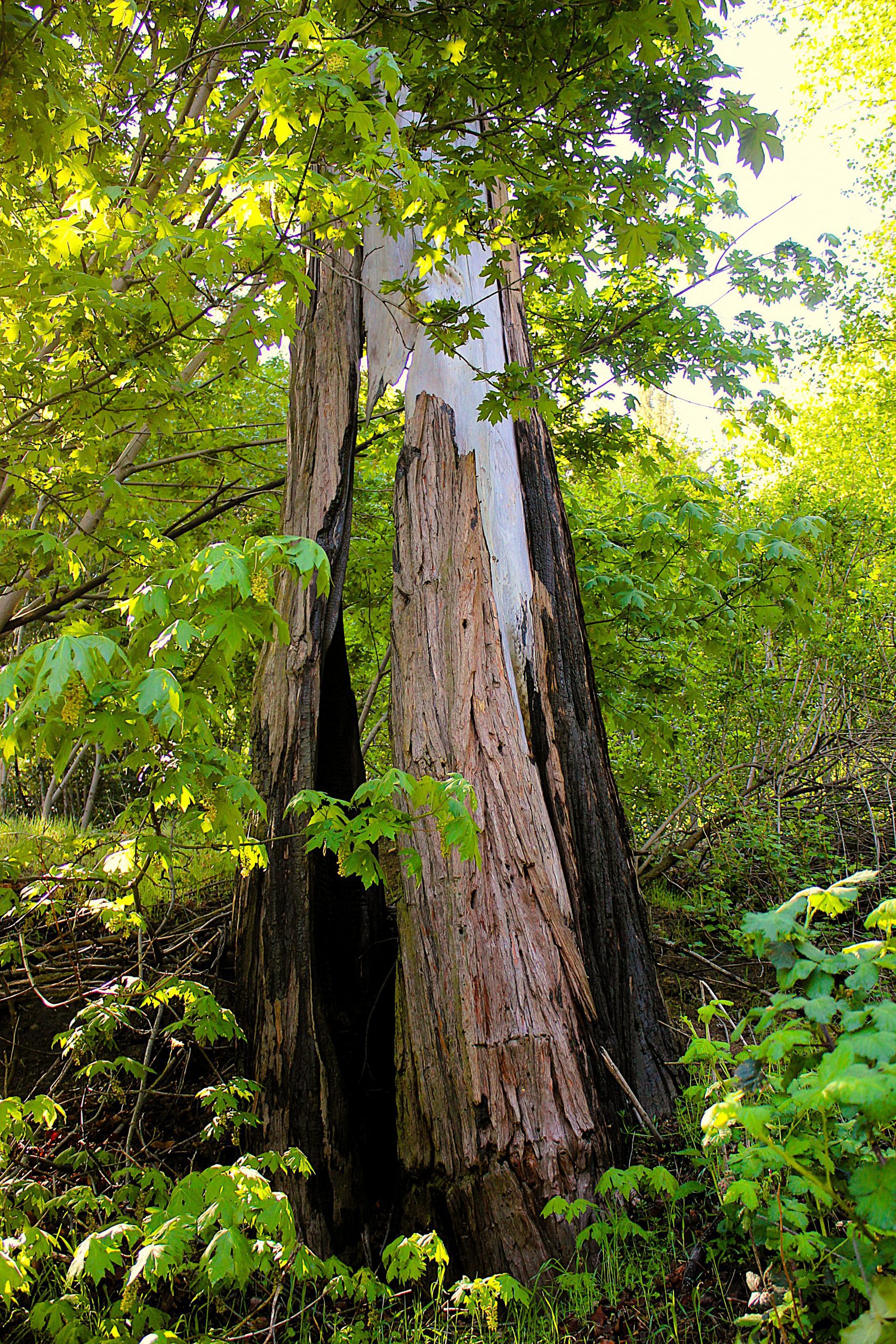 Partially peeled trunk of a large tree in a forest.