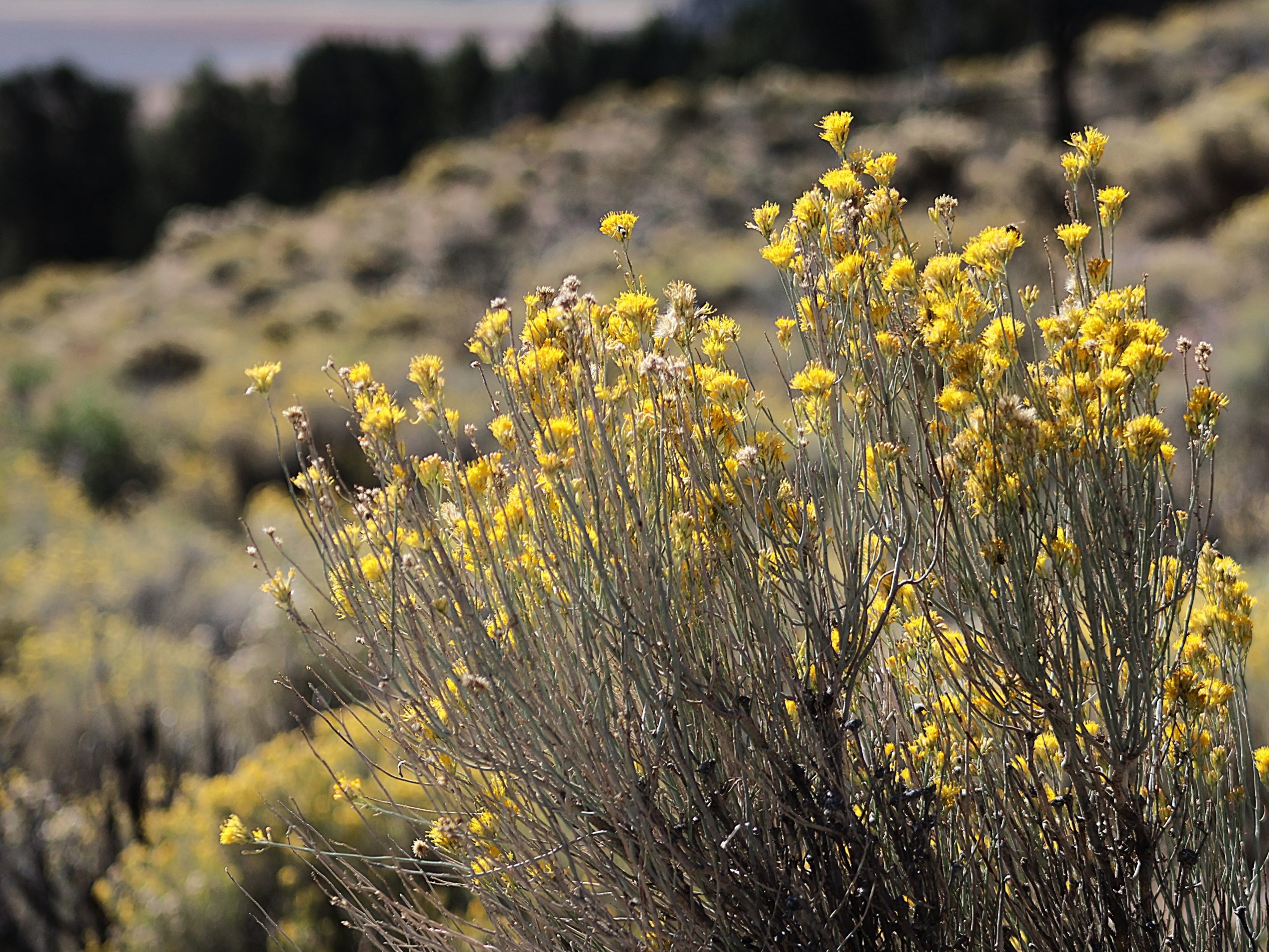 Yellow wildflowers bloom in the foreground, with a blurred, sunlit landscape stretching out behind them. Small trees dot the distant hills, adding depth to the scenic view.