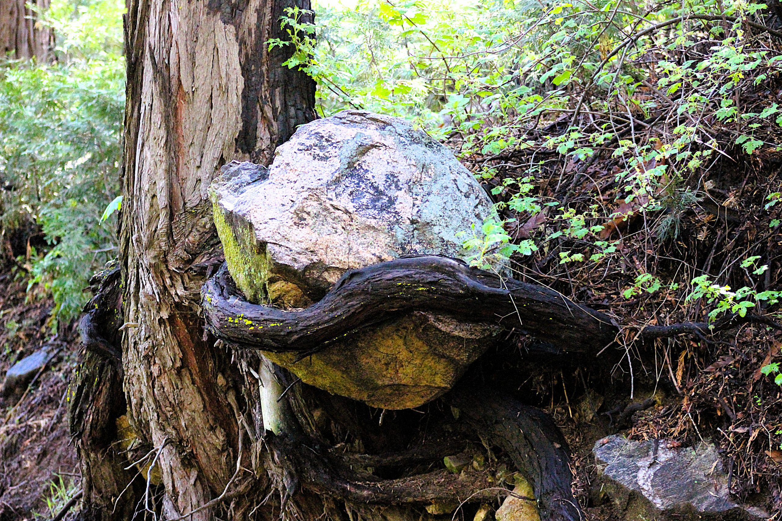 A large rock lodged in the roots of a tree in a forest.