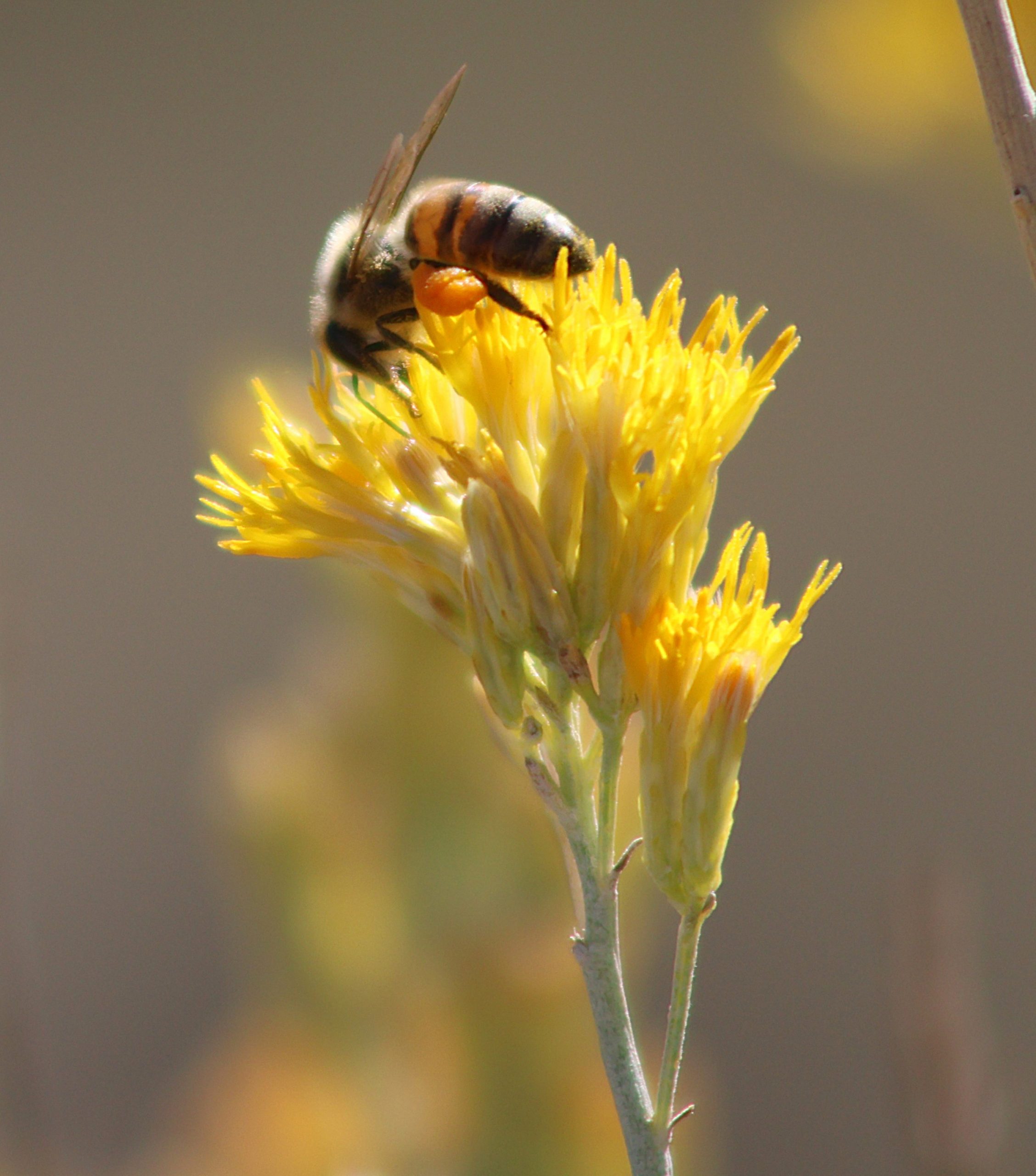 A bee is perched on a yellow flower, collecting pollen. The background is softly blurred, highlighting the bee and the flower.