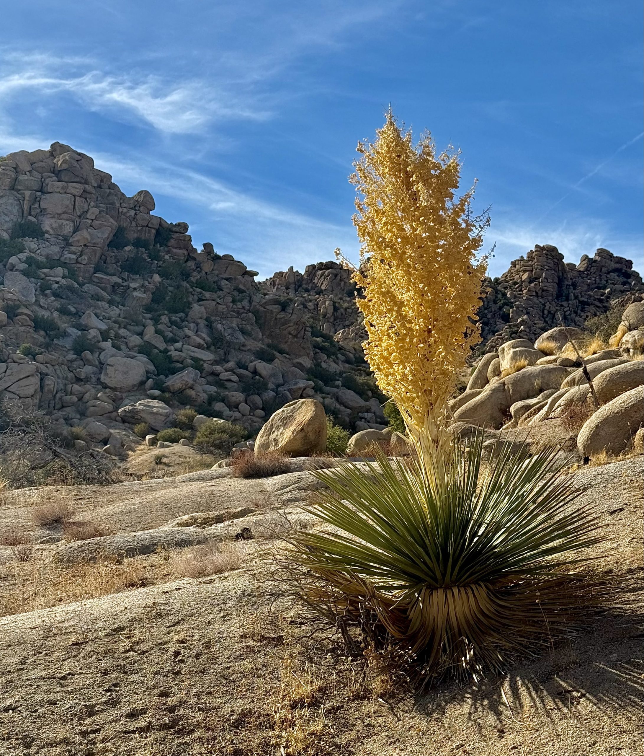 A tall yucca plant with yellow blossoms is in the foreground on a rocky desert landscape under a clear blue sky, surrounded by rugged rock formations.