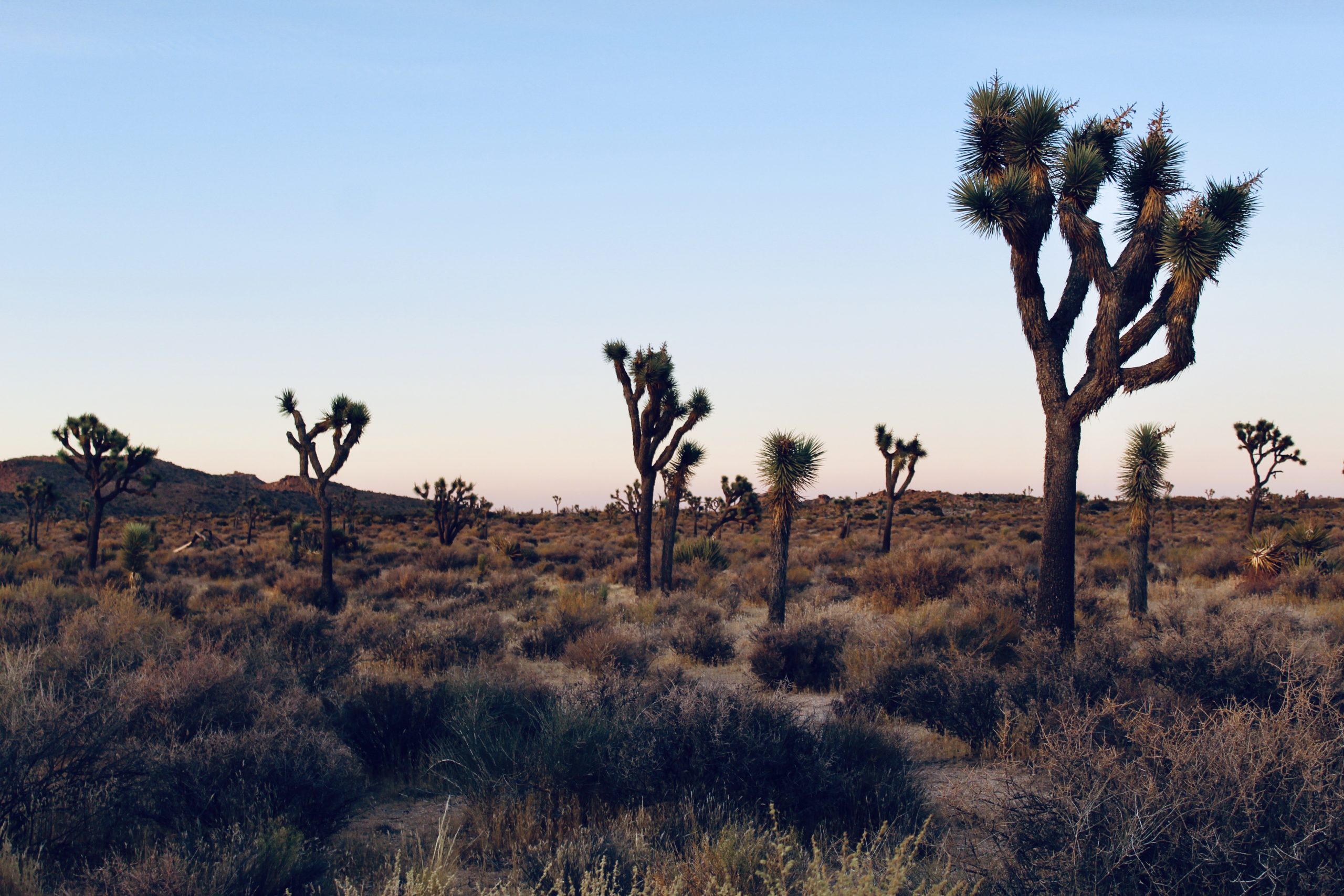 Sunset view at Joshua Tree National Park with several Joshua trees.
