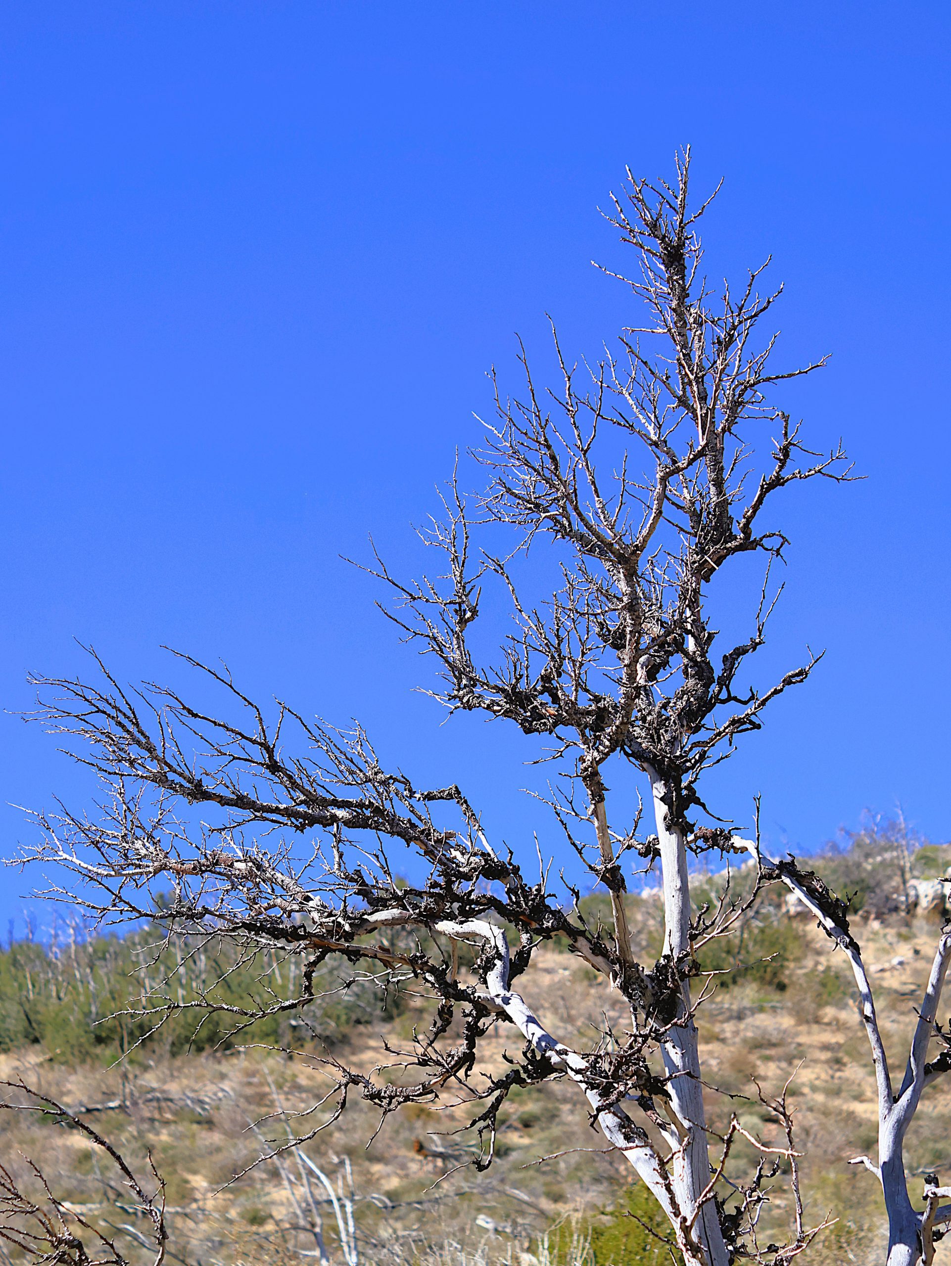 A leafless tree with twisting branches stands against a clear blue sky. In the background, a rocky hillside is partially visible.