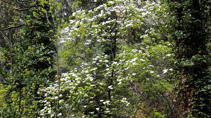 View of a forest with a tree covered in white blossoms.