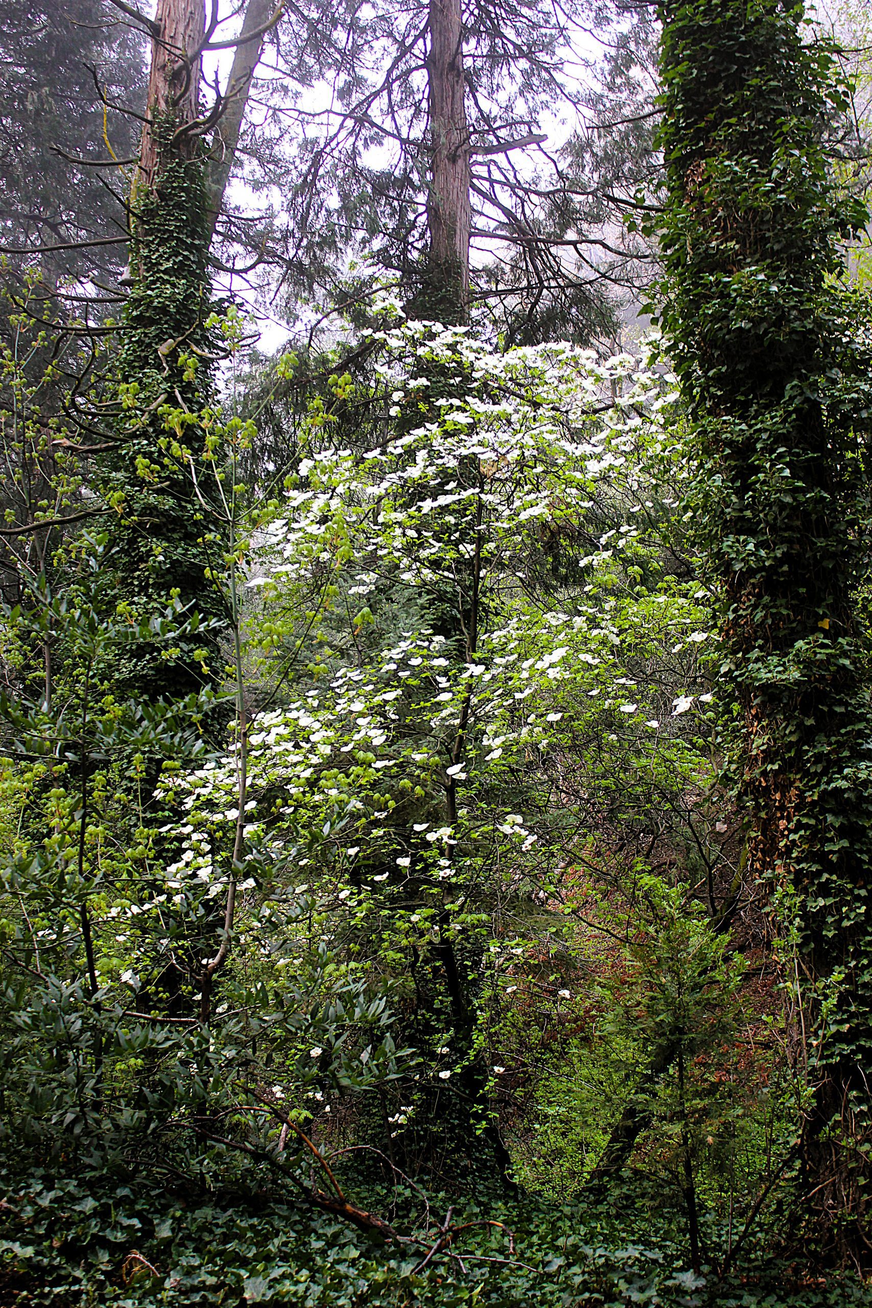 View of a forest with a tree covered in white blossoms.