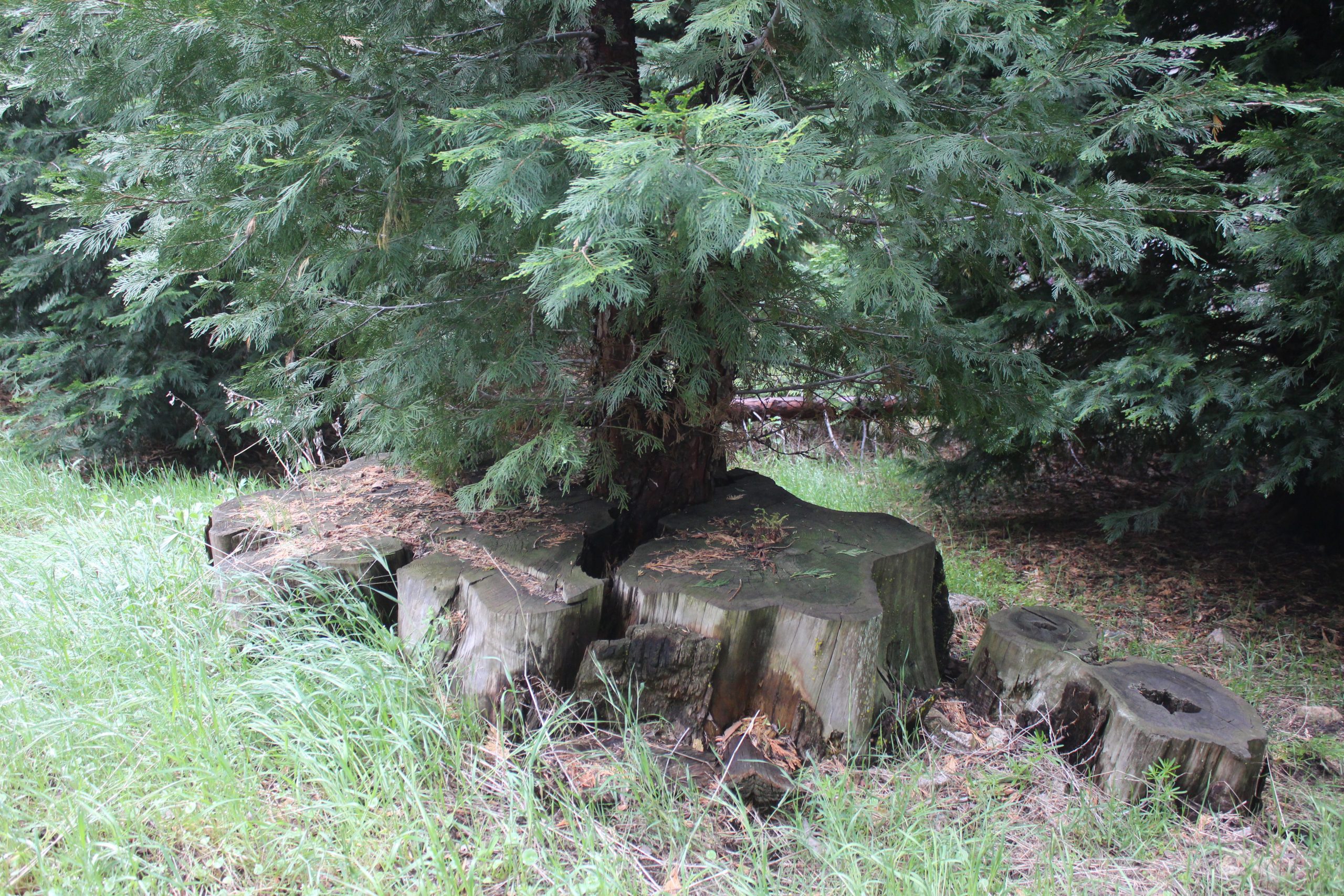 Large tree stump surrounded by grass and other trees.