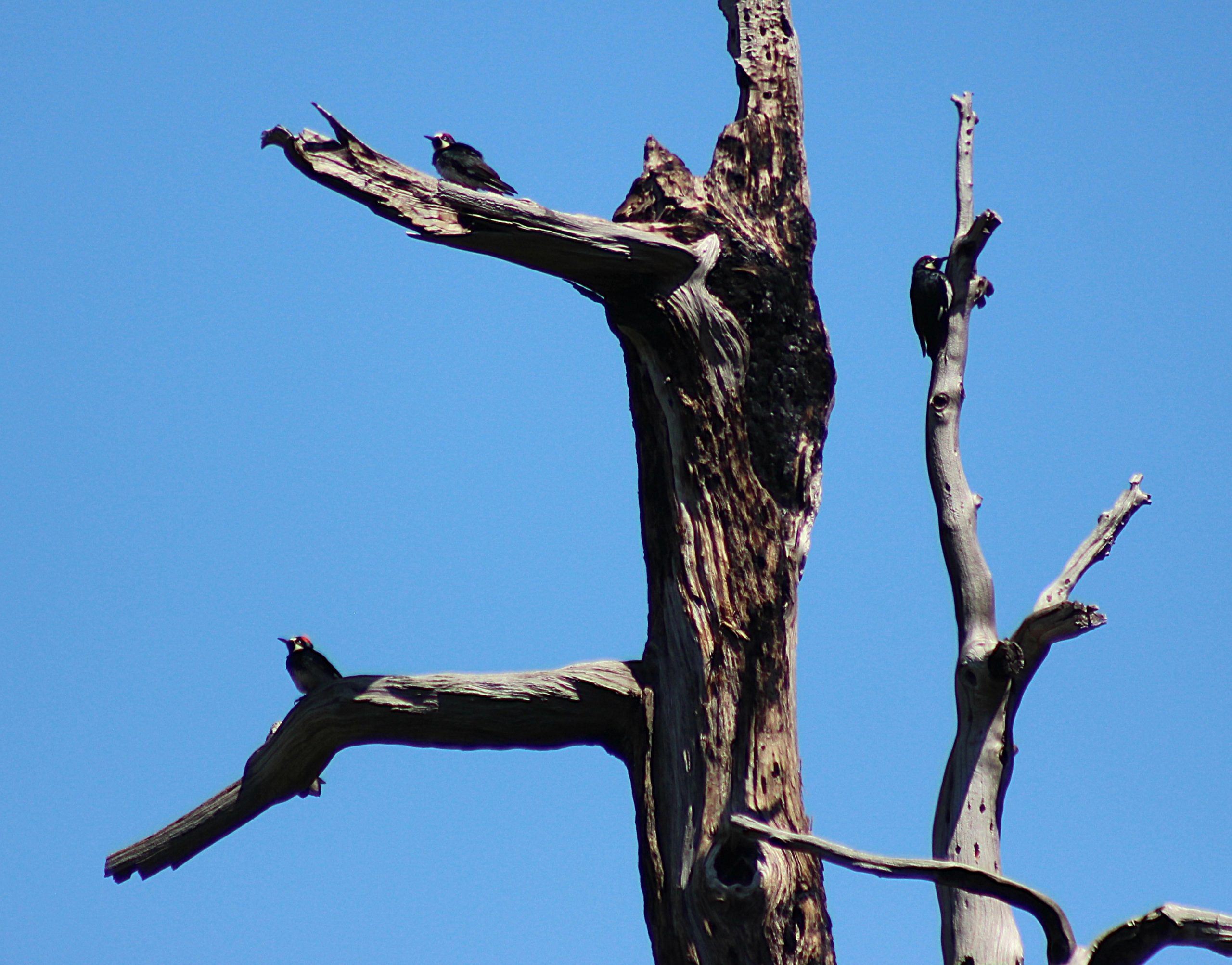 Three birds sitting on the branches of a tree.