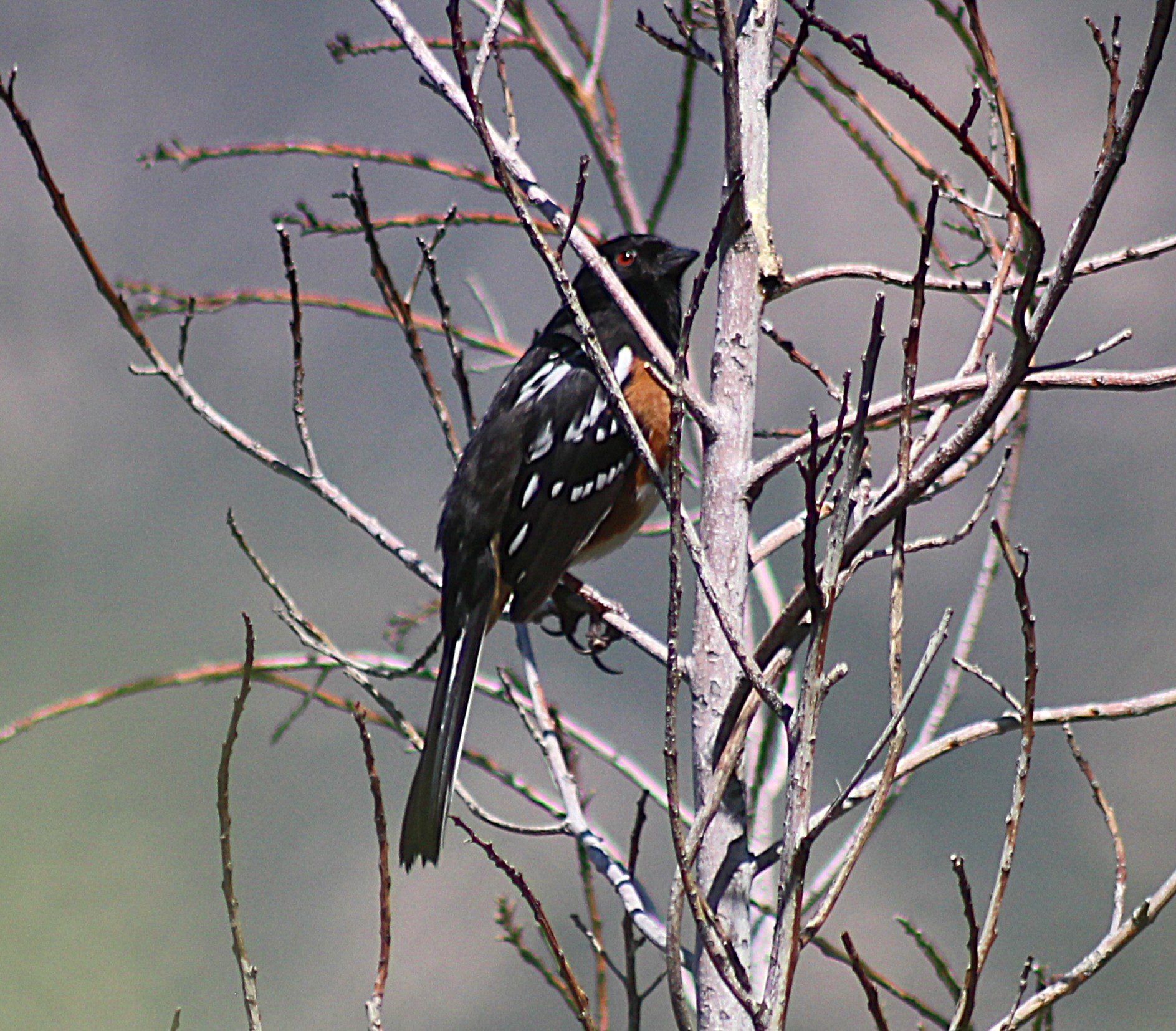 A bird sitting on the branch of a tree.