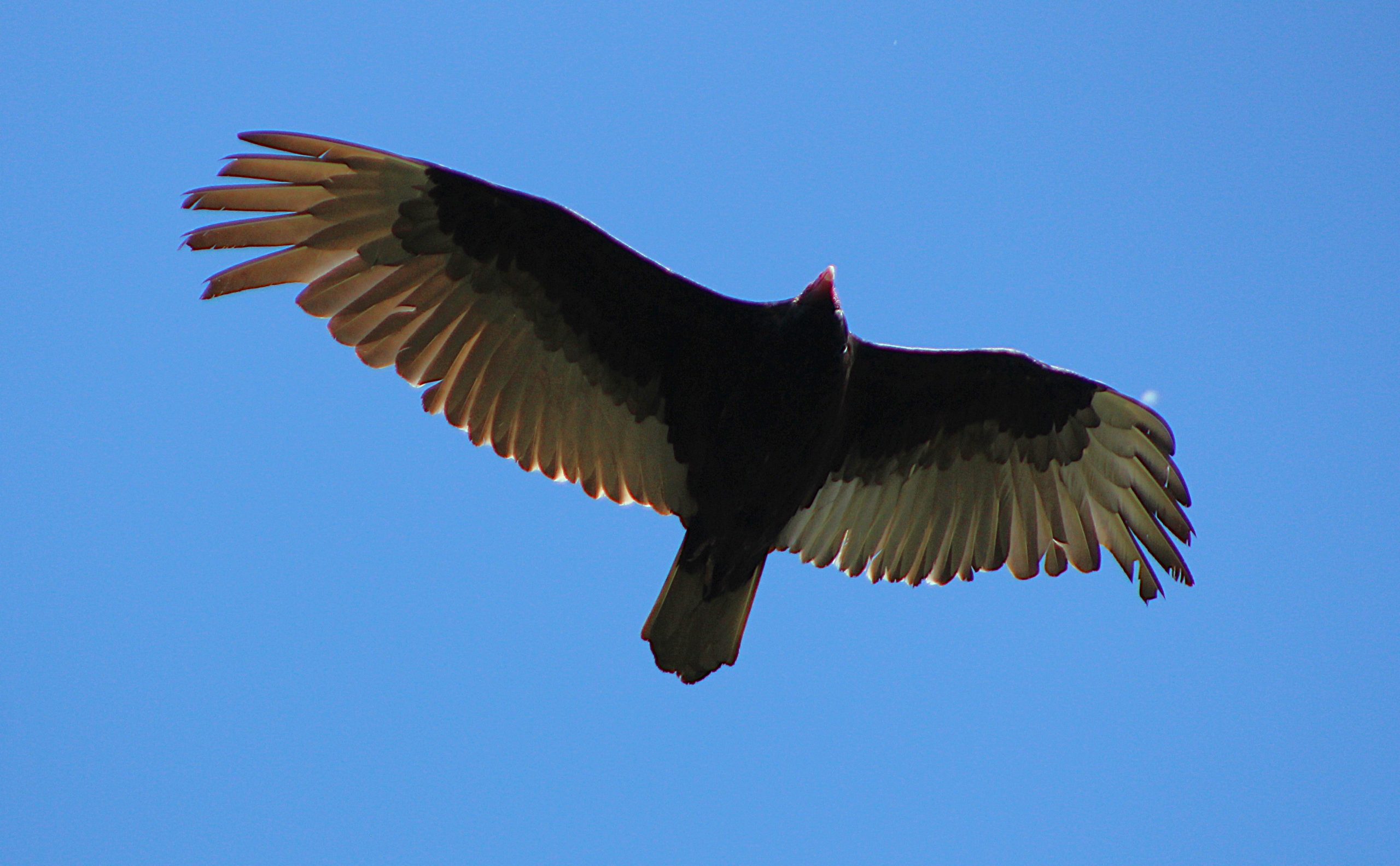 A hawk flying.