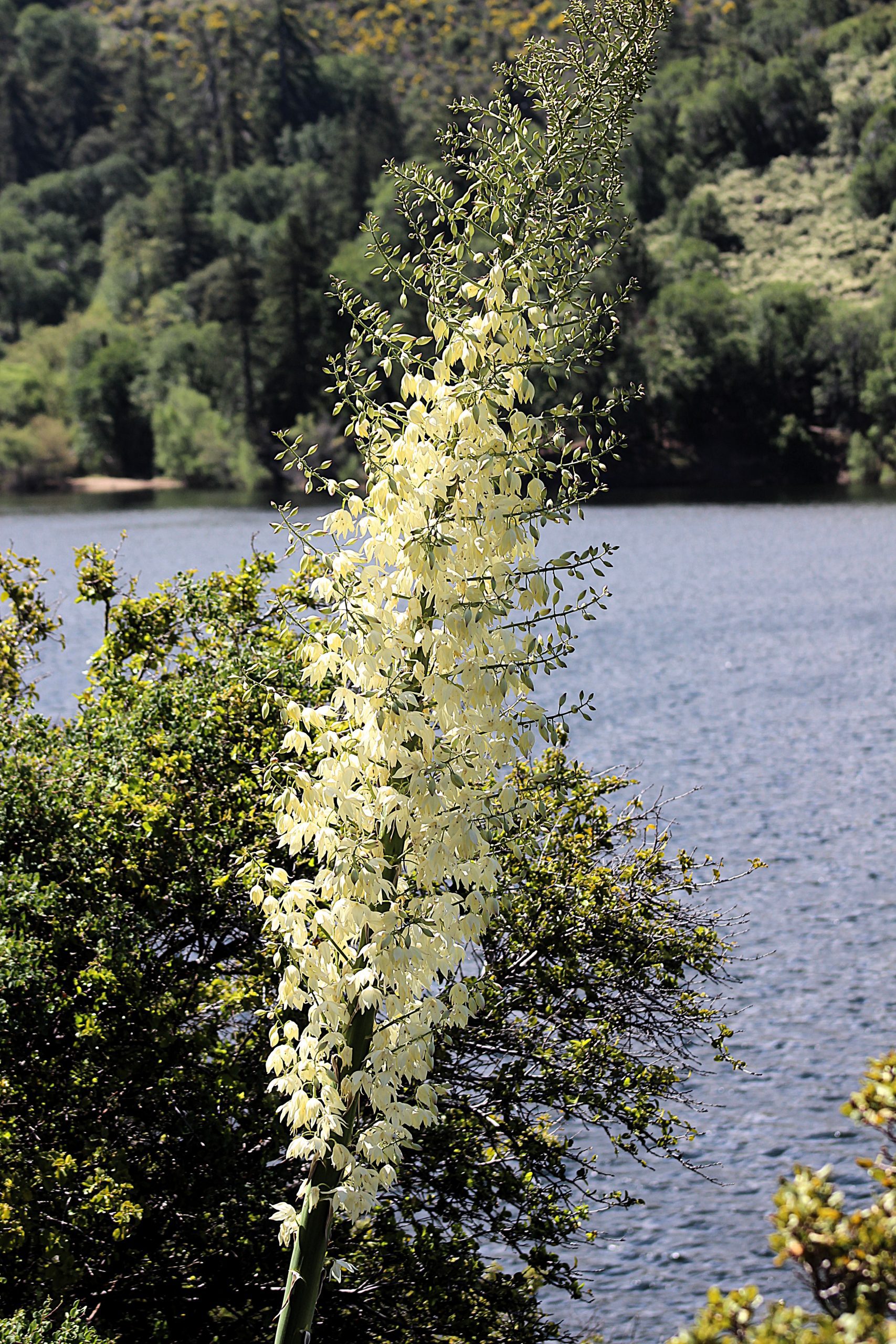 A lake surrounded by plants and trees.