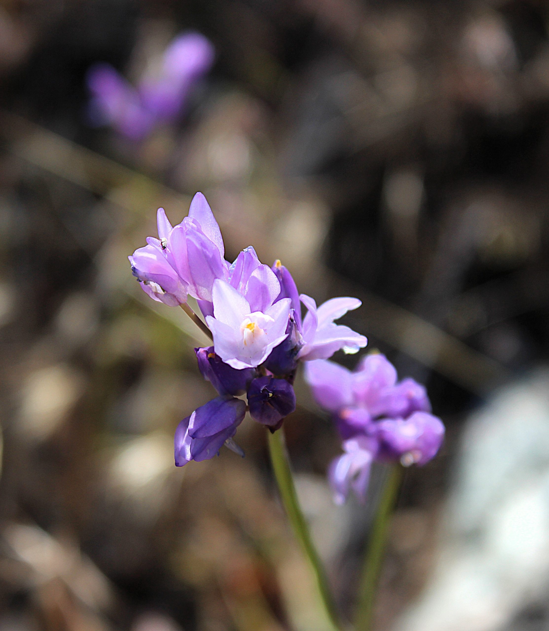 A lavender flower.