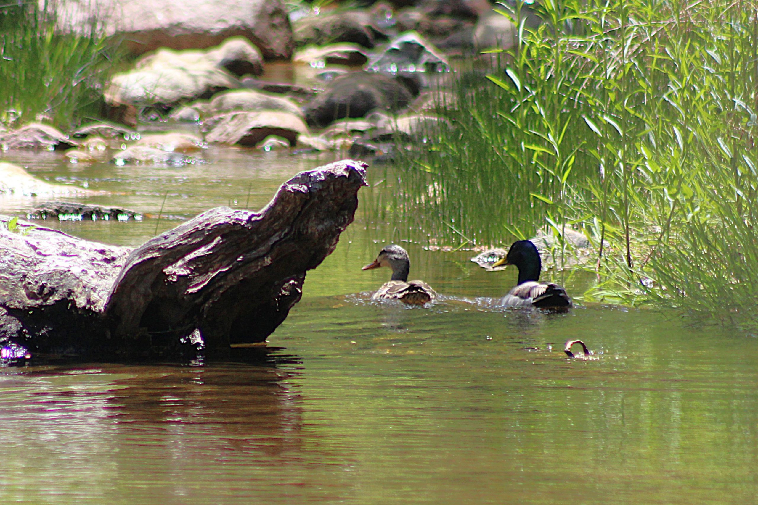 Two ducks swimming near a log, bushes, and rock background.