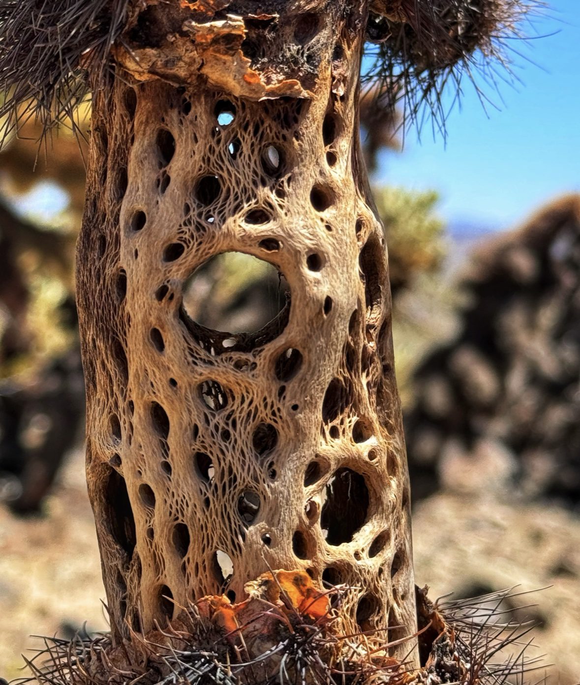 A close-up view of a desert plant.