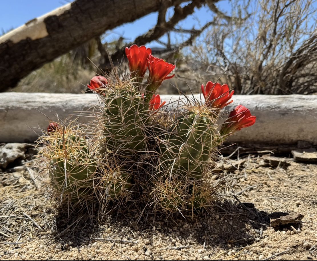 A cactus with red flowers.