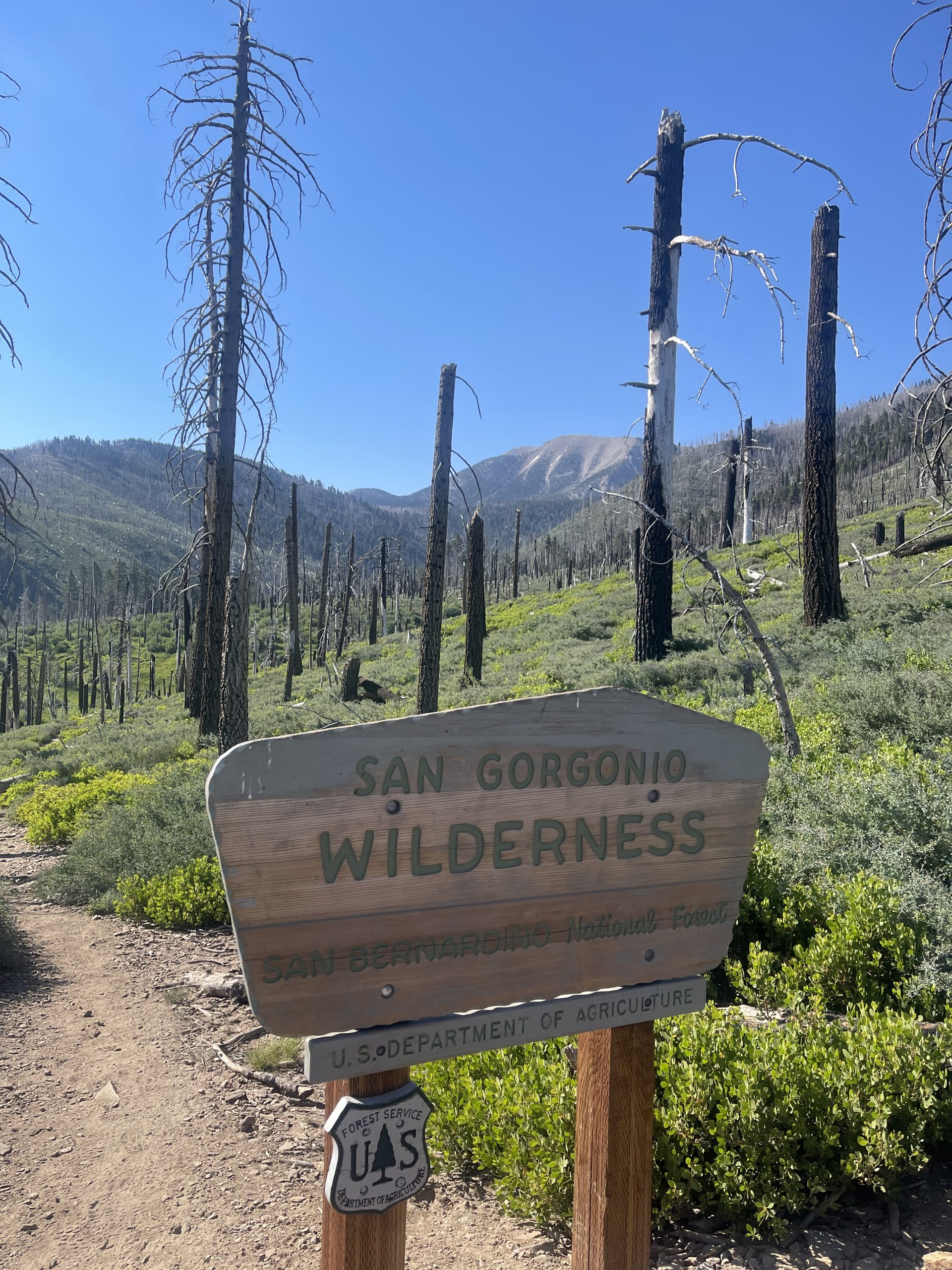 A sign for San Gorgonio Wilderness stands on a trail surrounded by sparse trees and green shrubs, with mountains visible in the background. The sign includes information about the U.S. Department of Agriculture Forest Service.