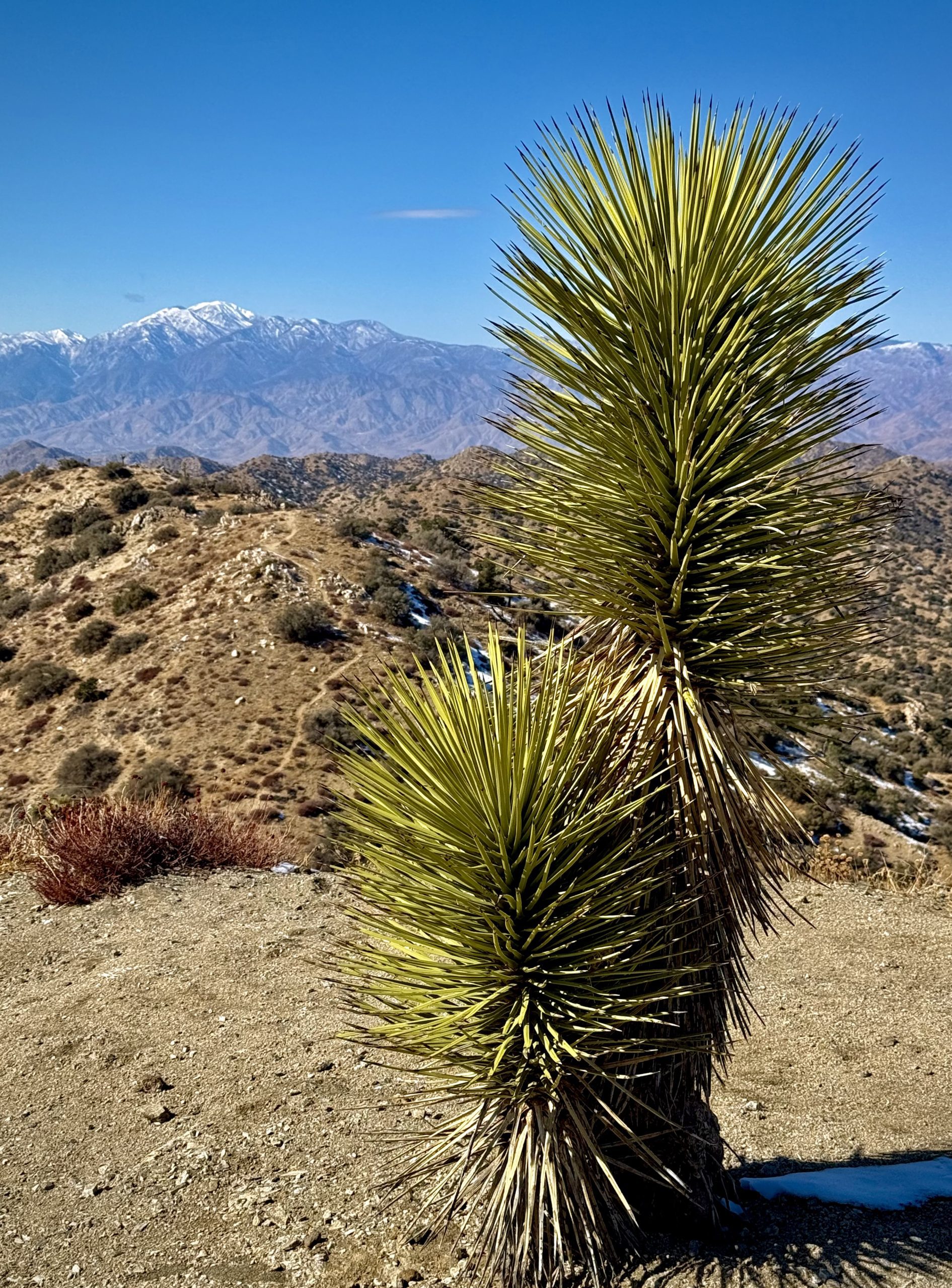 Two small Joshua Trees in a desert landscape.