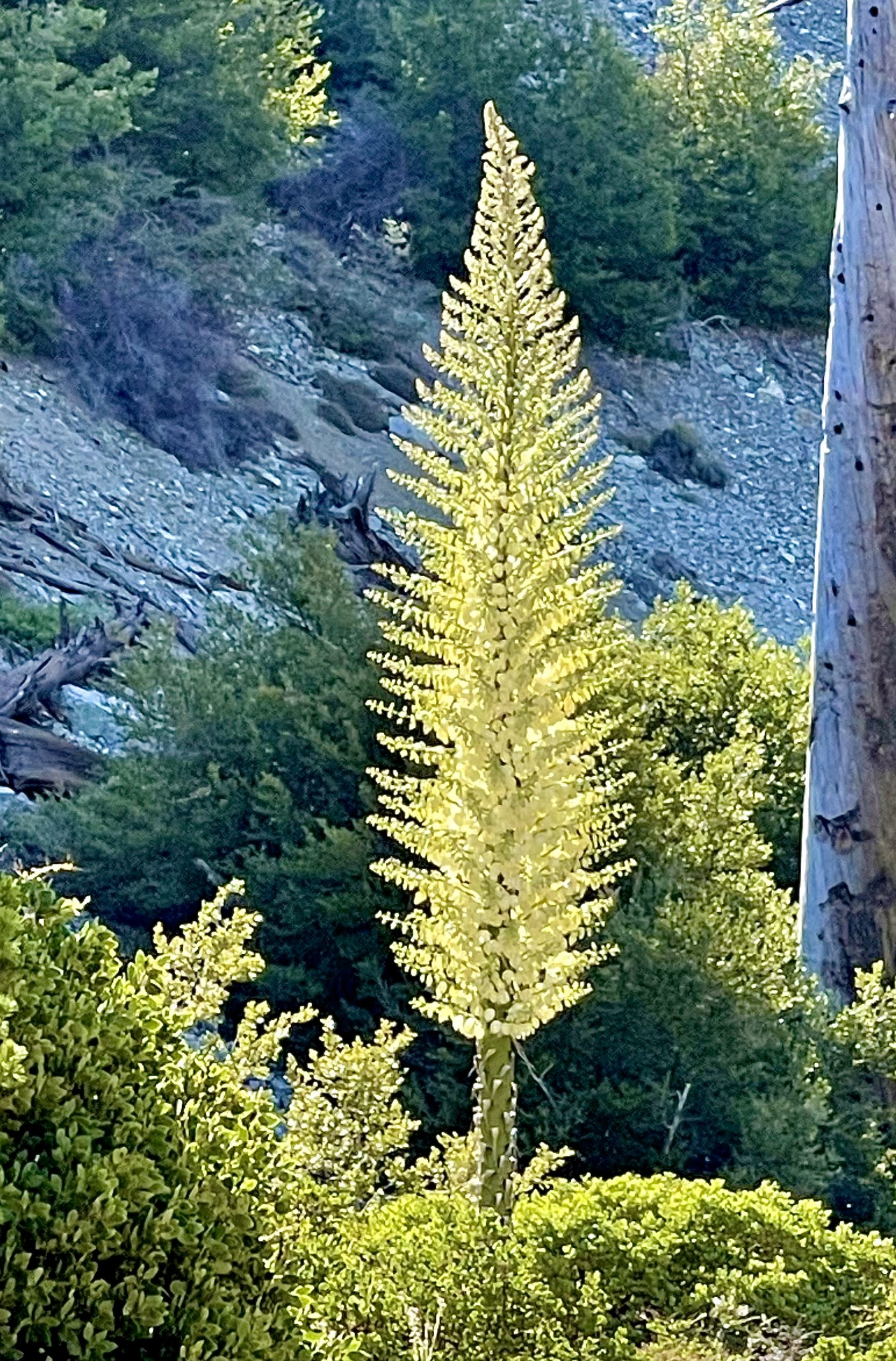 A tall, flowering plant with a spike of yellow blossoms stands among green shrubs and trees on a rocky hillside. Sunlight illuminates the plant against the natural background.