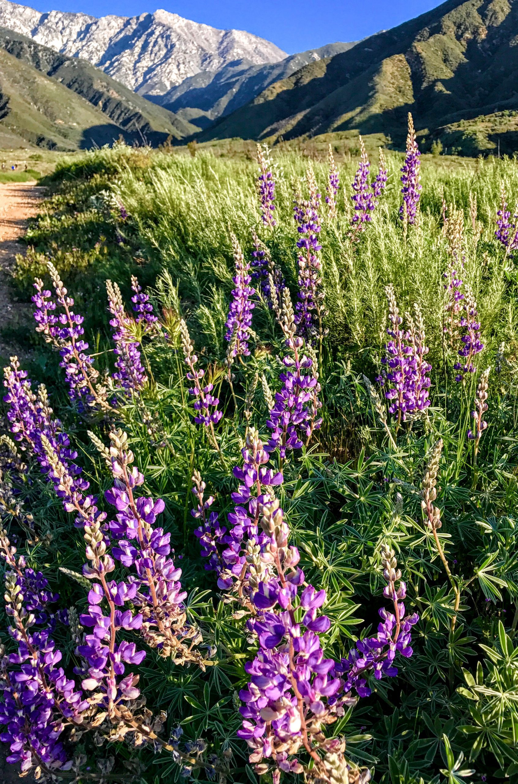 Purple flowers with mountains covered in snow in the background.
