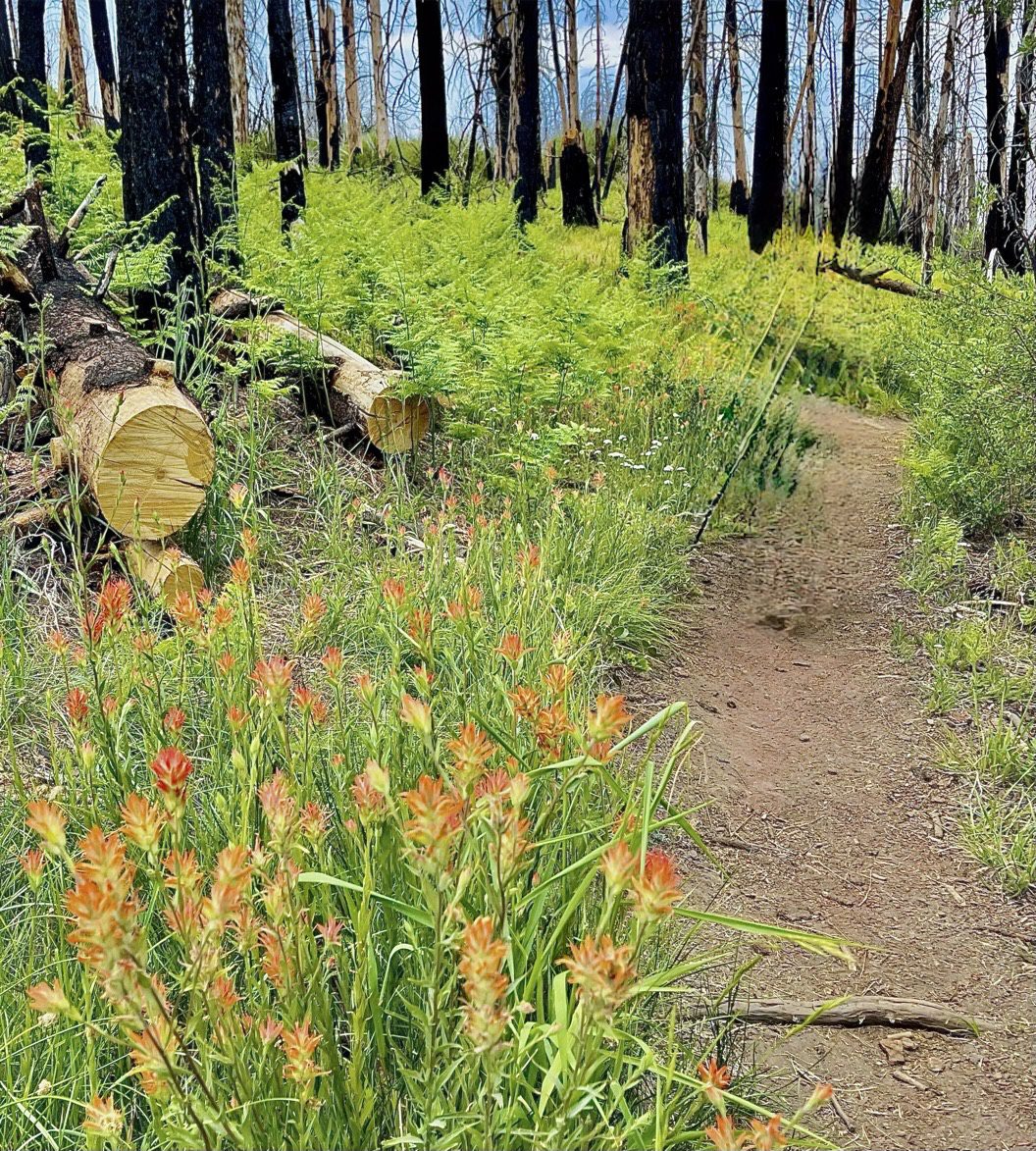 A forest trail lined with vibrant orange and red wildflowers, possibly Indian Paintbrush. There are logs and charred trees on the left, with new green ferns and grasses growing alongside the path. The sky is clear and blue.