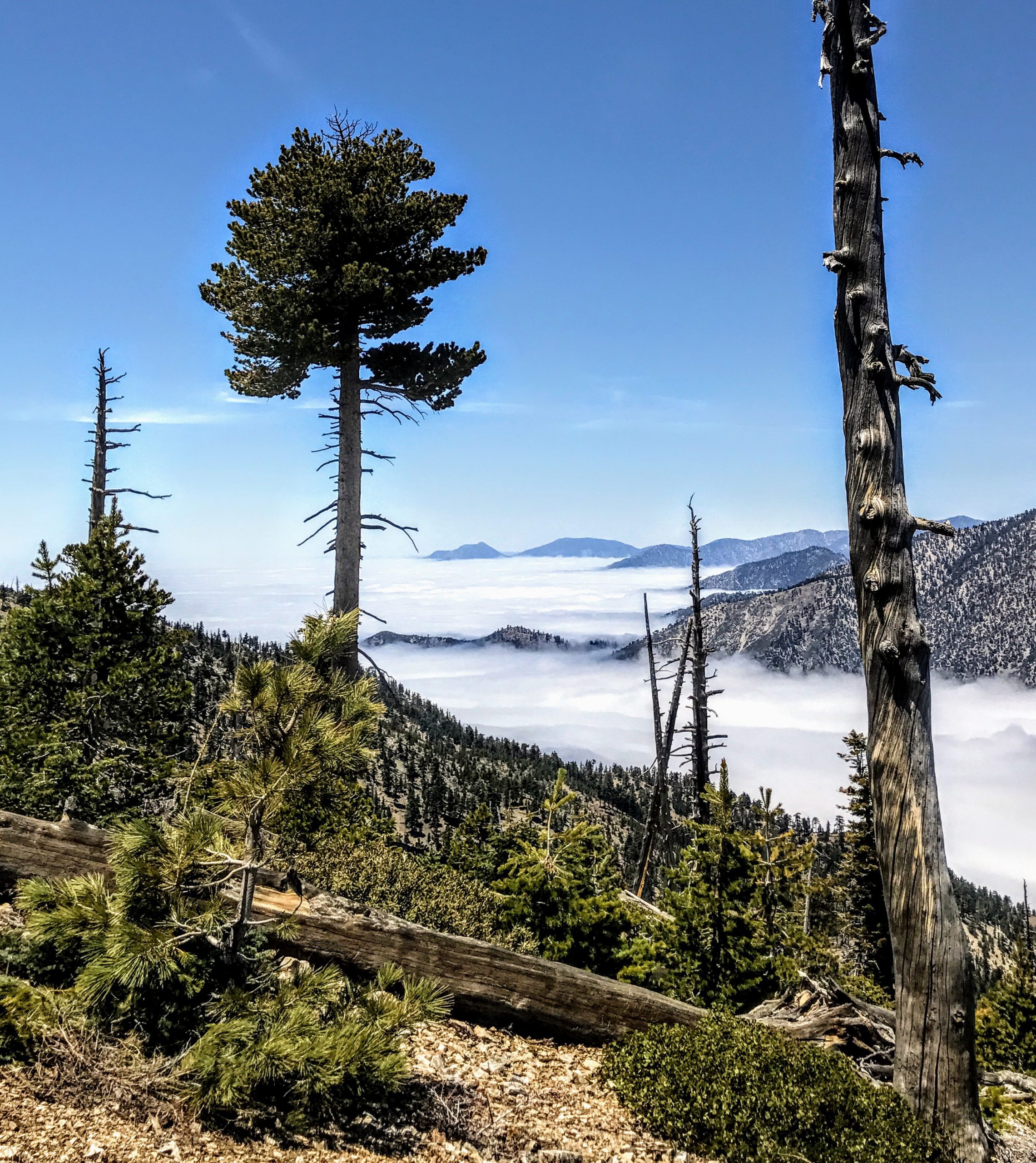 A scenic view from a mountain with tall pine trees in the foreground. A blanket of clouds covers the valley below. Mountain peaks are visible in the distance under a clear blue sky.