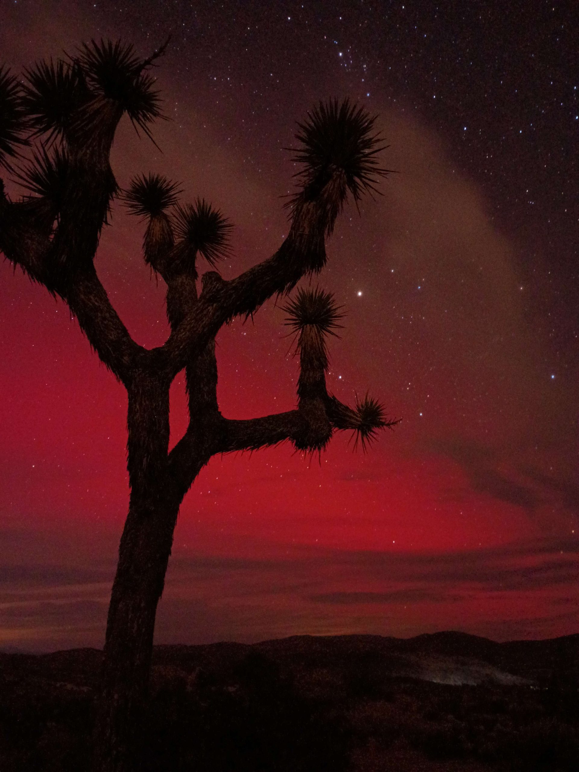 A tall Joshua tree silhouetted against a vibrant night sky, featuring red auroras and scattered stars.