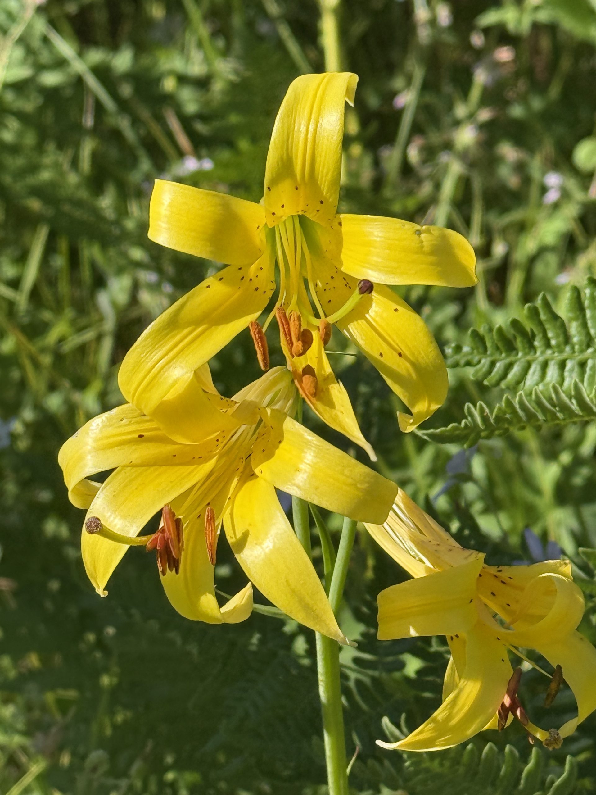 Yellow lilies in bloom with speckled centers and prominent stamens, surrounded by green leaves and ferns in a sunlit garden setting.