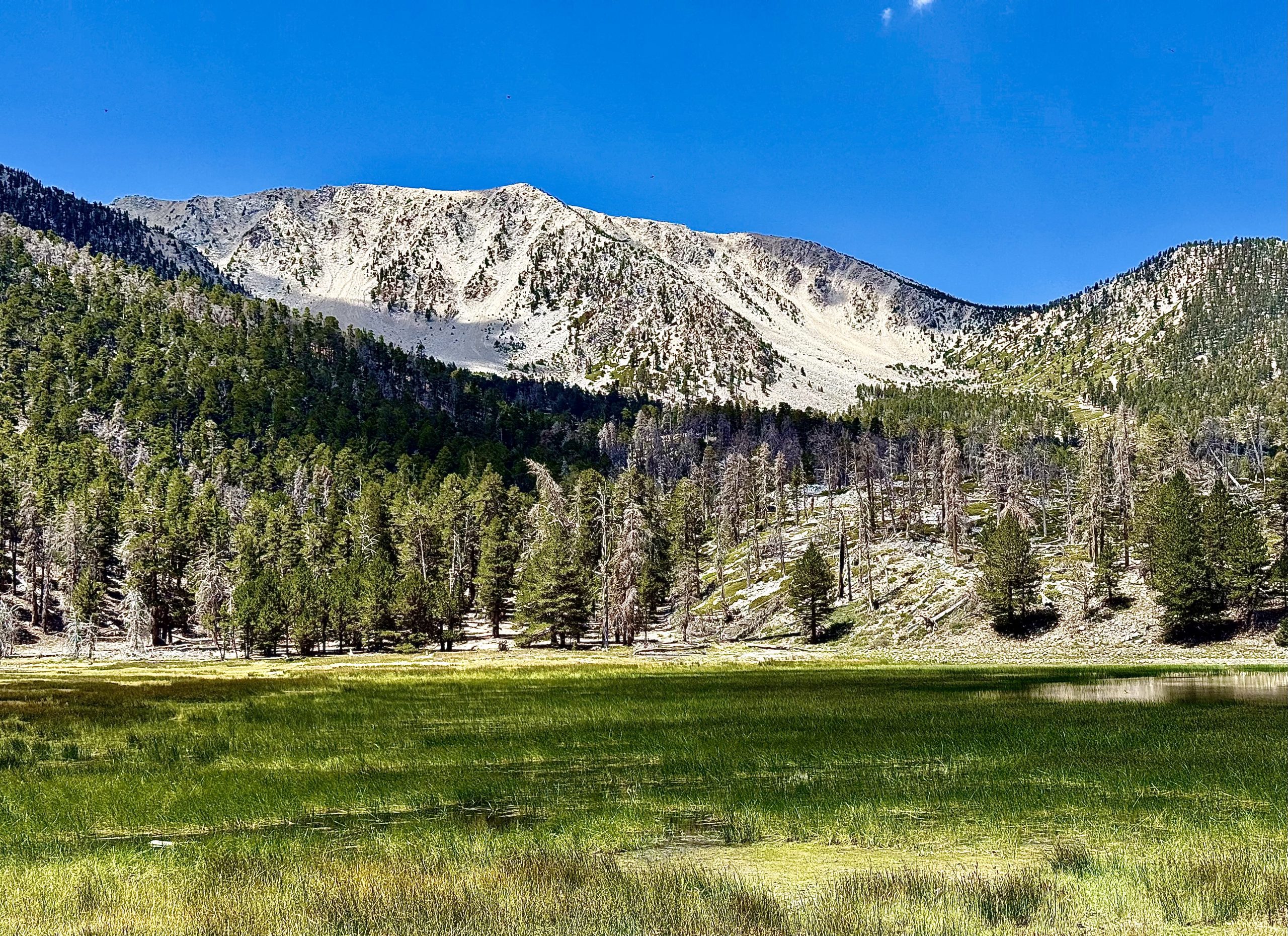 A meadow surrounded by trees and snowy mountains.
