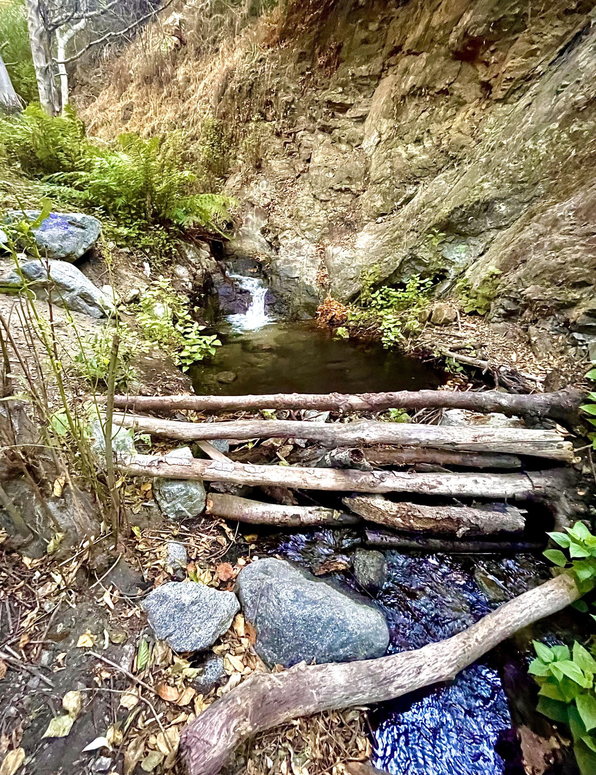 A stream runs beneath some logs. The surrounding area includes ferns and bushes.