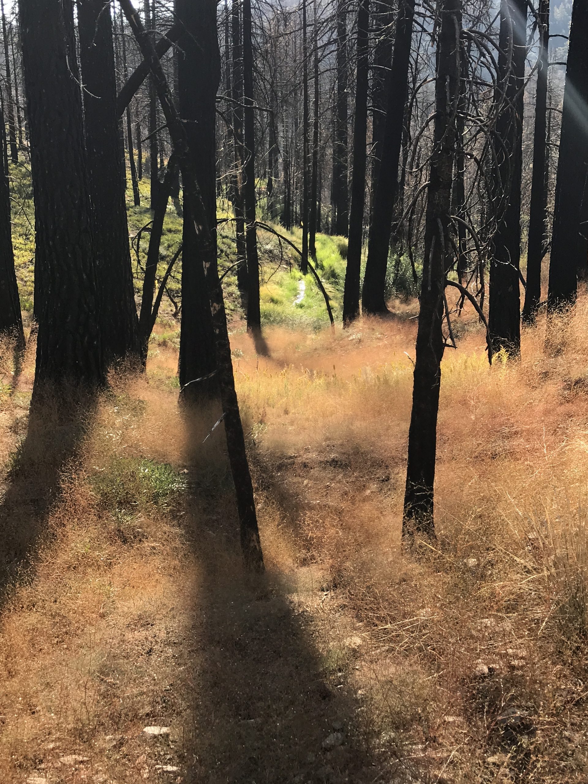 A forest scene with tall, charred tree trunks casting long shadows on the ground. The forest floor is covered with dry, golden-brown grass. Sunlight filters through the trees, highlighting patches of vivid green vegetation.