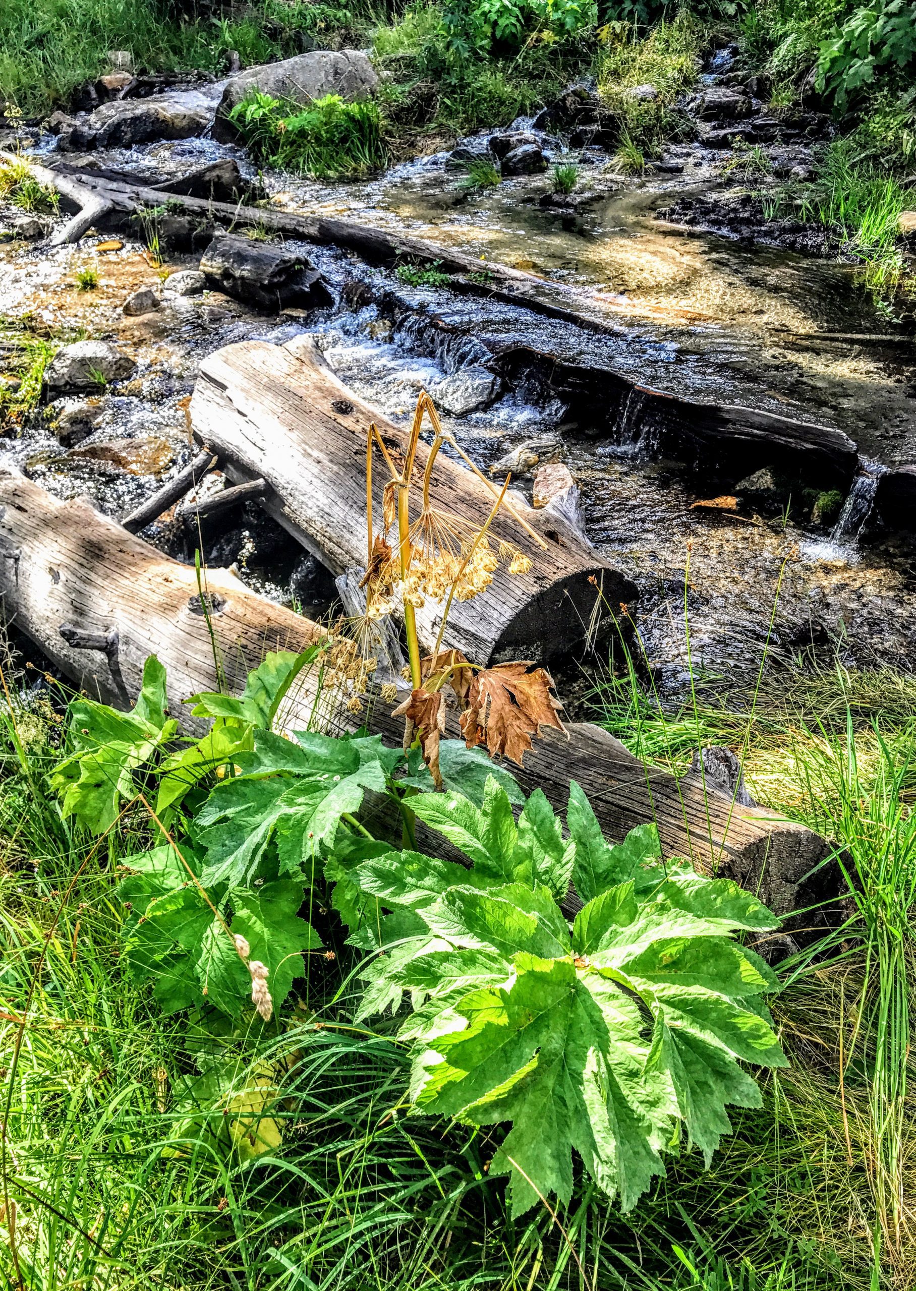 A small stream flowing over rocks and fallen logs surrounded by grass.