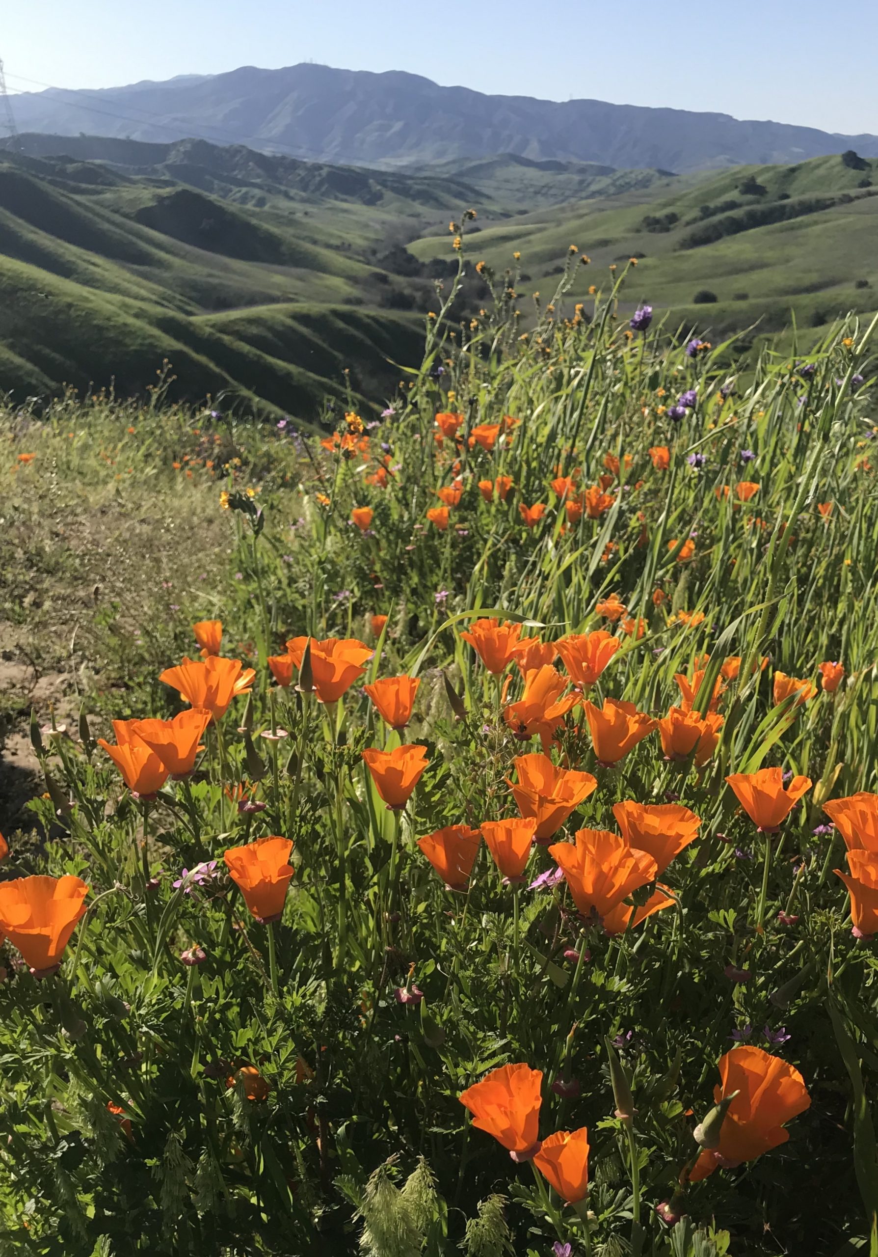 A scenic view of rolling green hills covered in vibrant orange California poppies, with distant mountains under a clear blue sky.