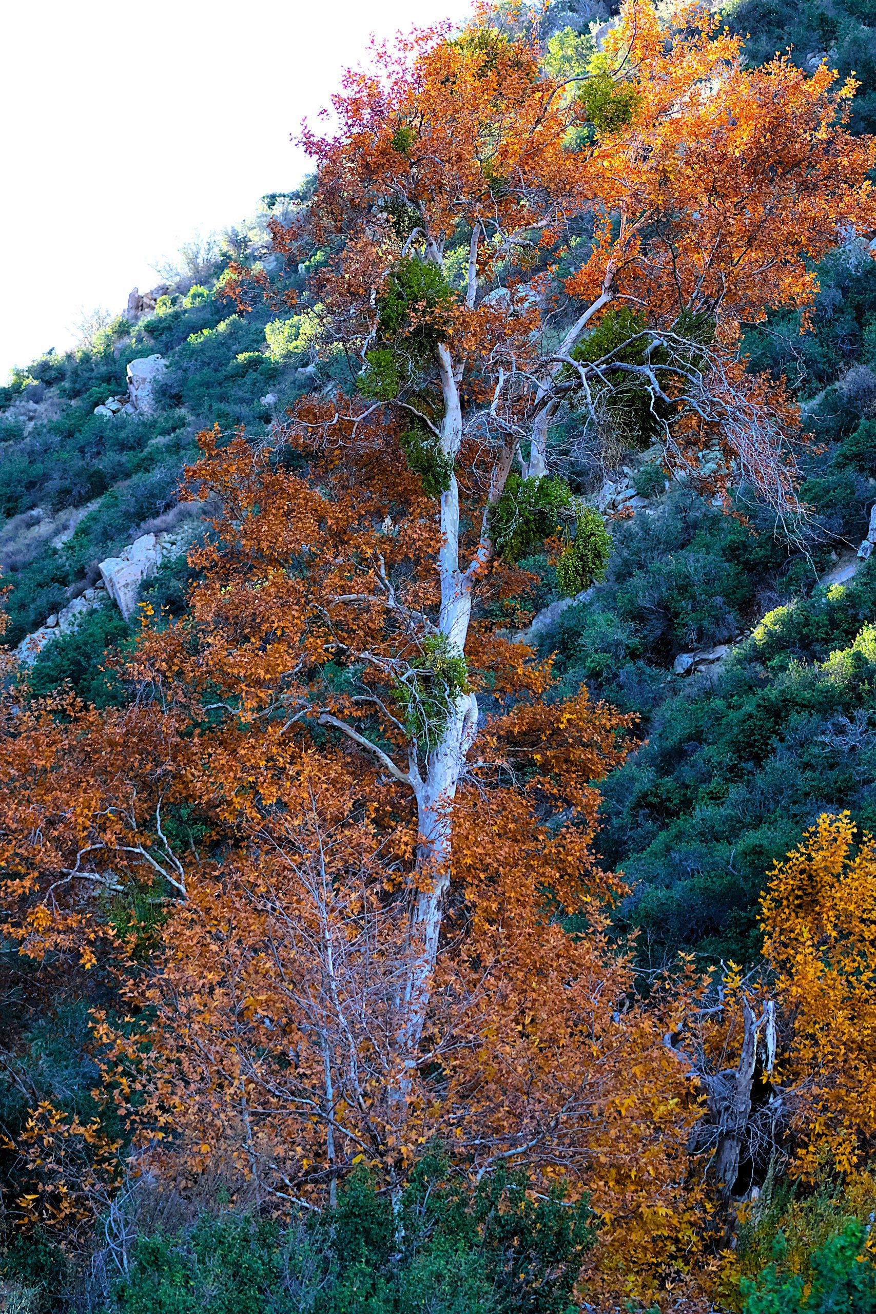 A tall tree with orange leaves and hills in the background.