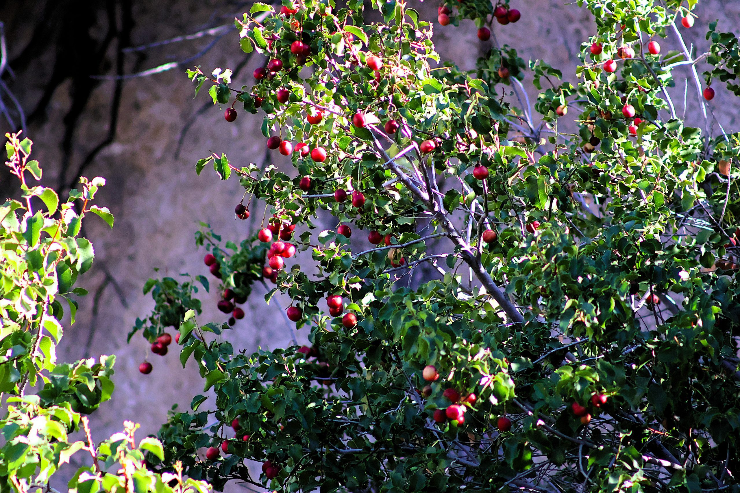 A tree with numerous red fruits growing among its green leaves.