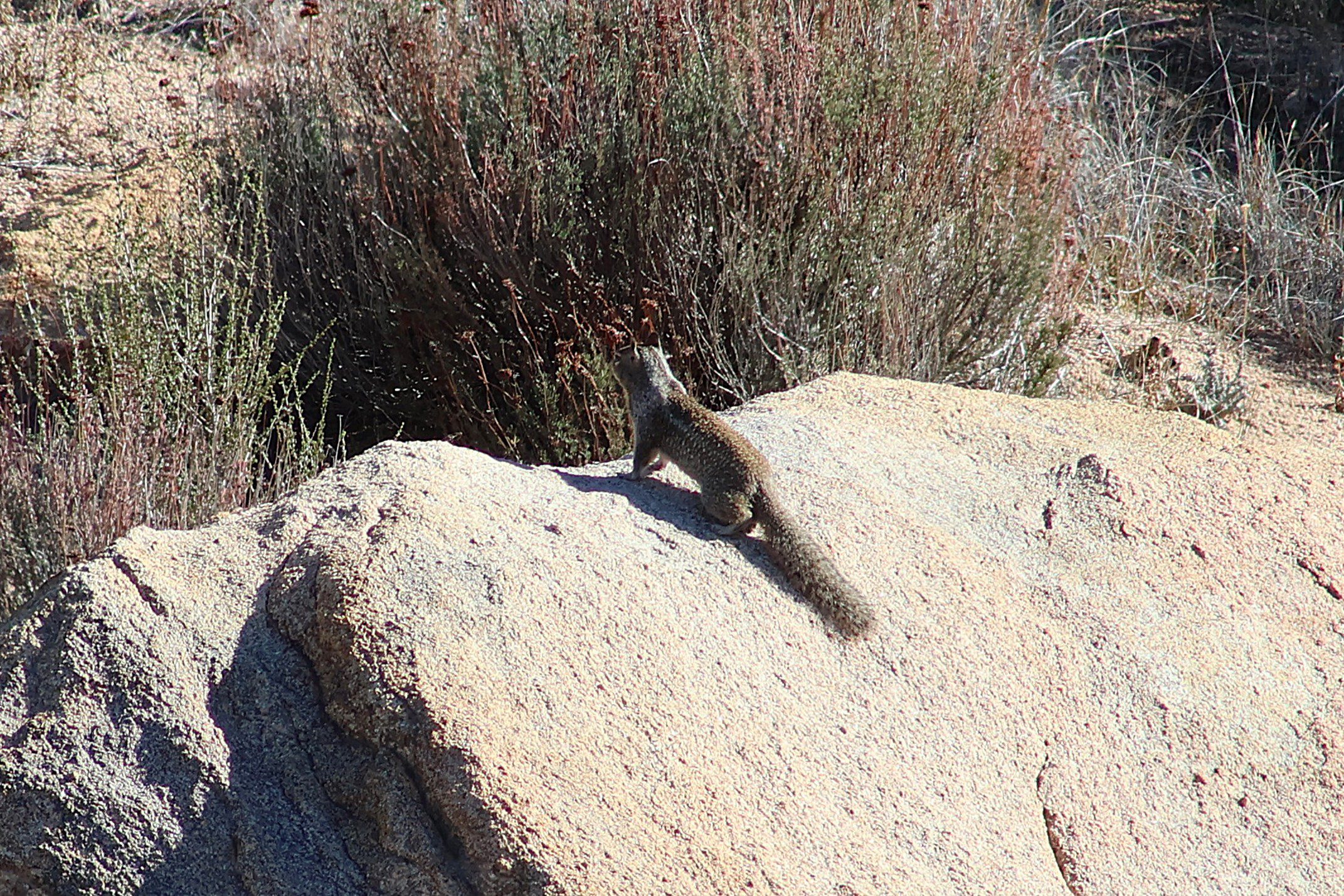 A squirrel stands on a large rock in a desert landscape.