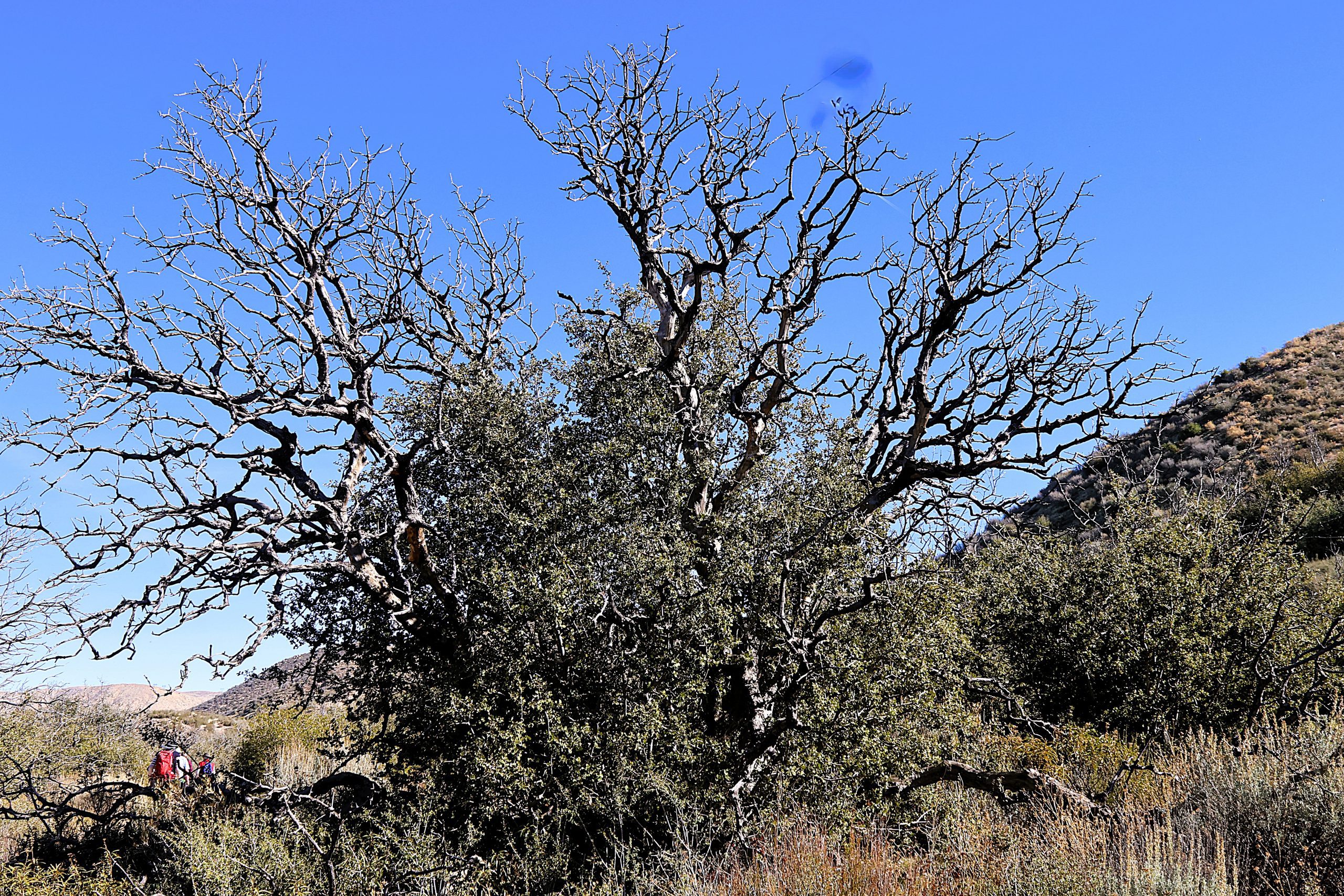 A large and leafless tree stands in a desert landscape. In the background, there are hills and some greenery.