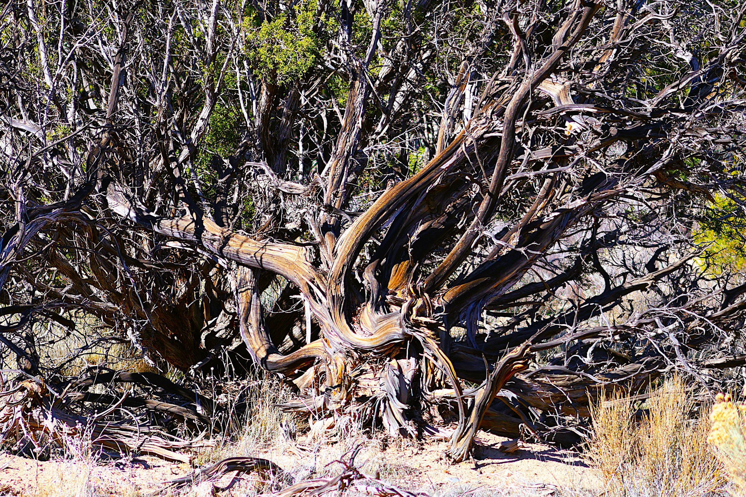 A view of tree branches and roots spread out across a desert landscape.