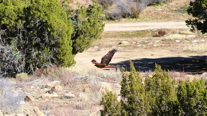 A large bird is flying across a desert landscape. Green shrubs and trees are visible in the background.