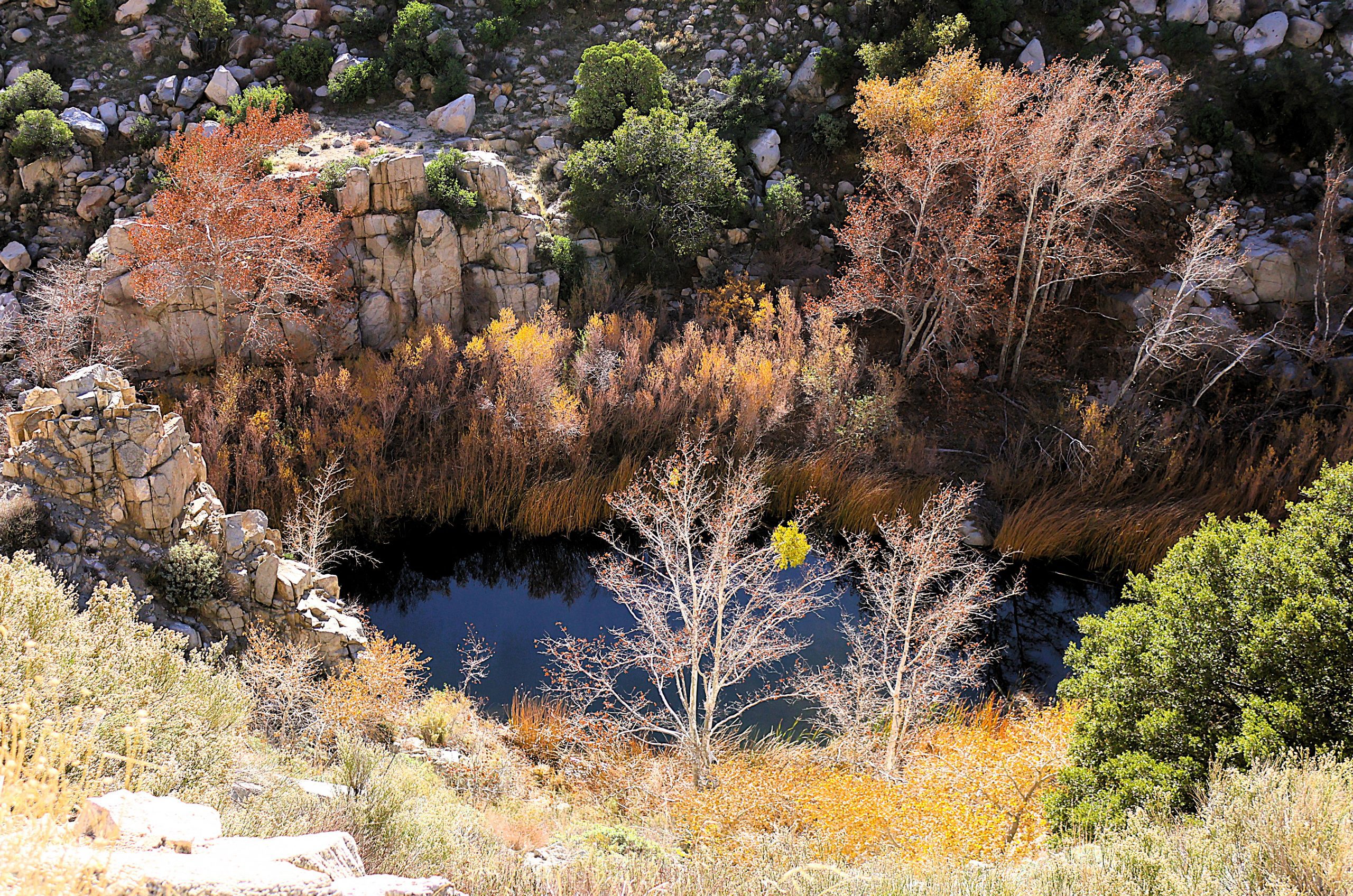 A small pond surrounded by autumn-colored vegetation.