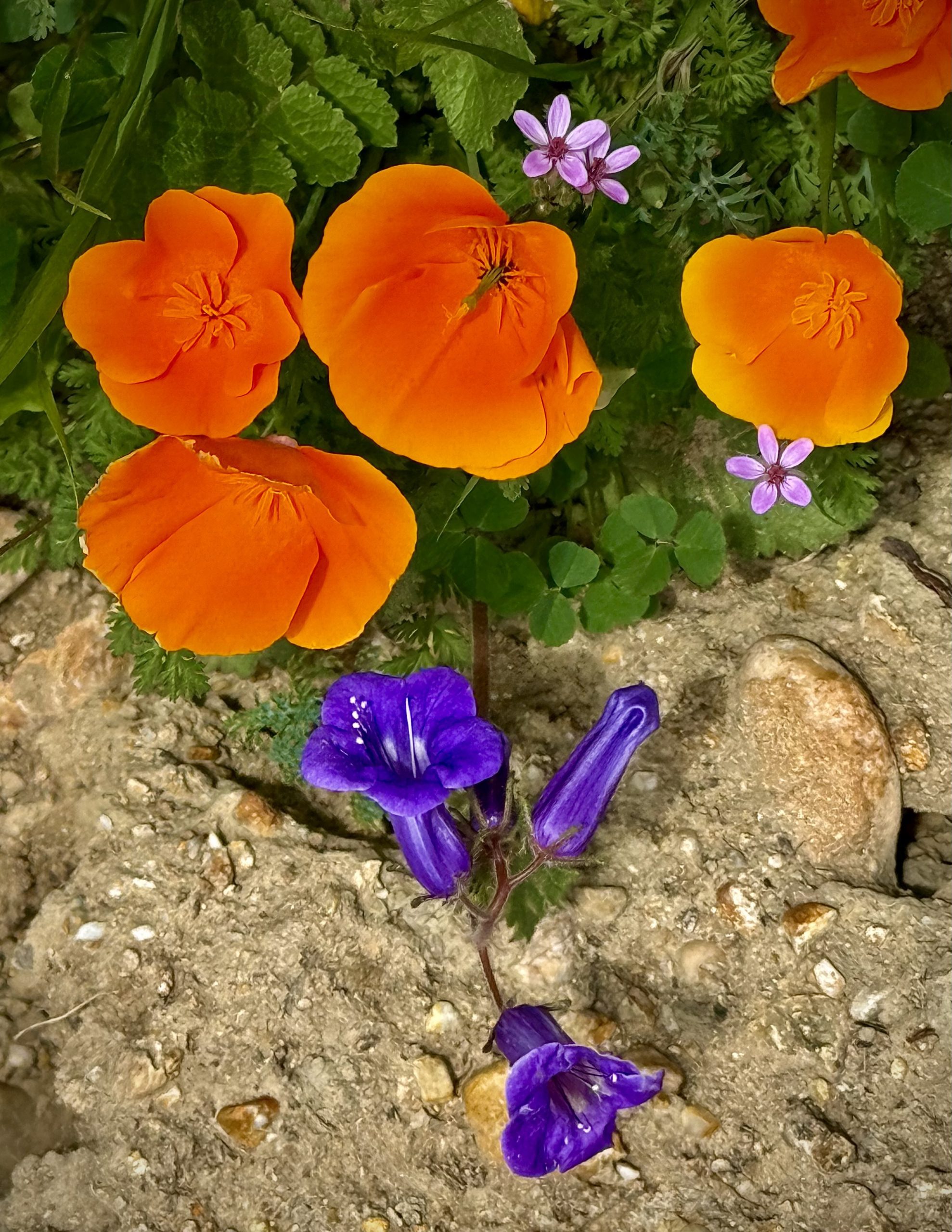 A cluster of vibrant orange poppies is surrounded by small purple flowers and greenery. The ground is sandy and rocky, providing contrast to the colorful blooms.
