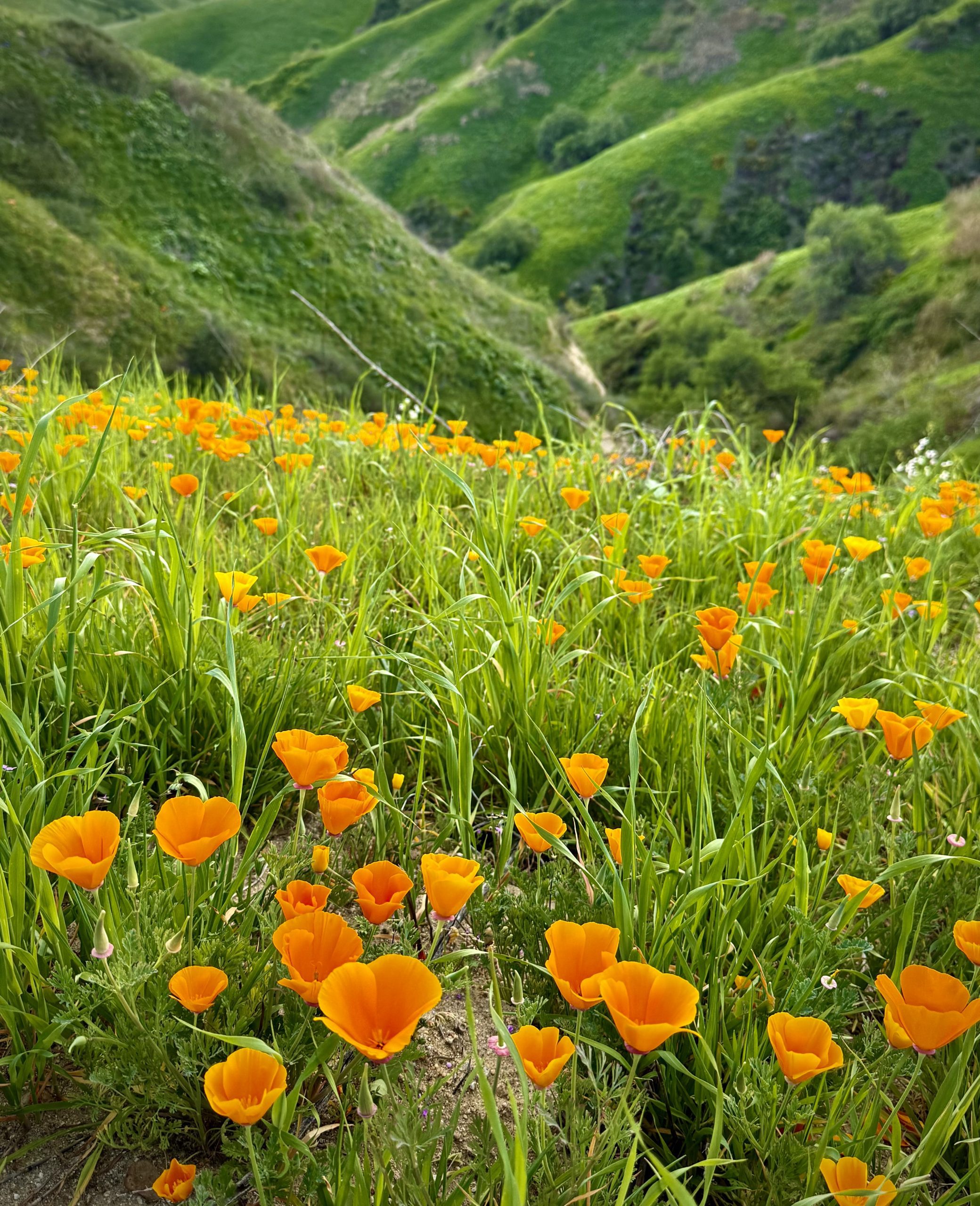 A scenic view of rolling green hills covered in vibrant orange California poppies, with distant mountains under a clear blue sky.