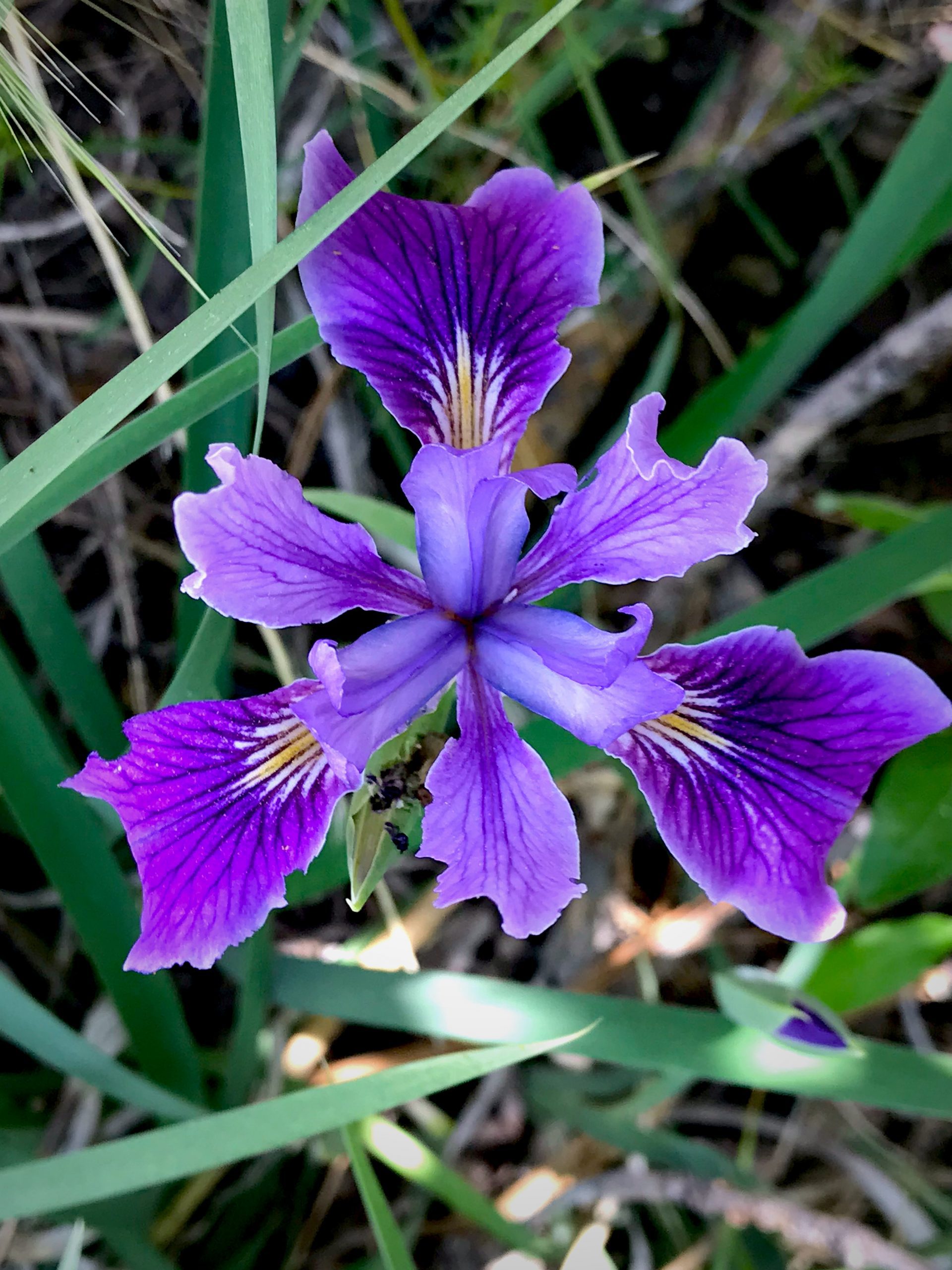 A purple flower surrounded by green leaves and grass.