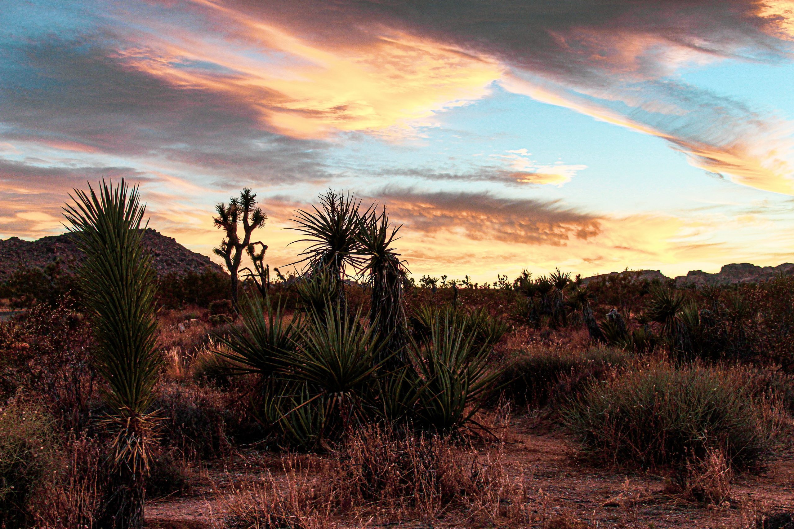 Sunset view at Joshua Tree National Park with bright colors in the sky, Joshua trees and desert plants.